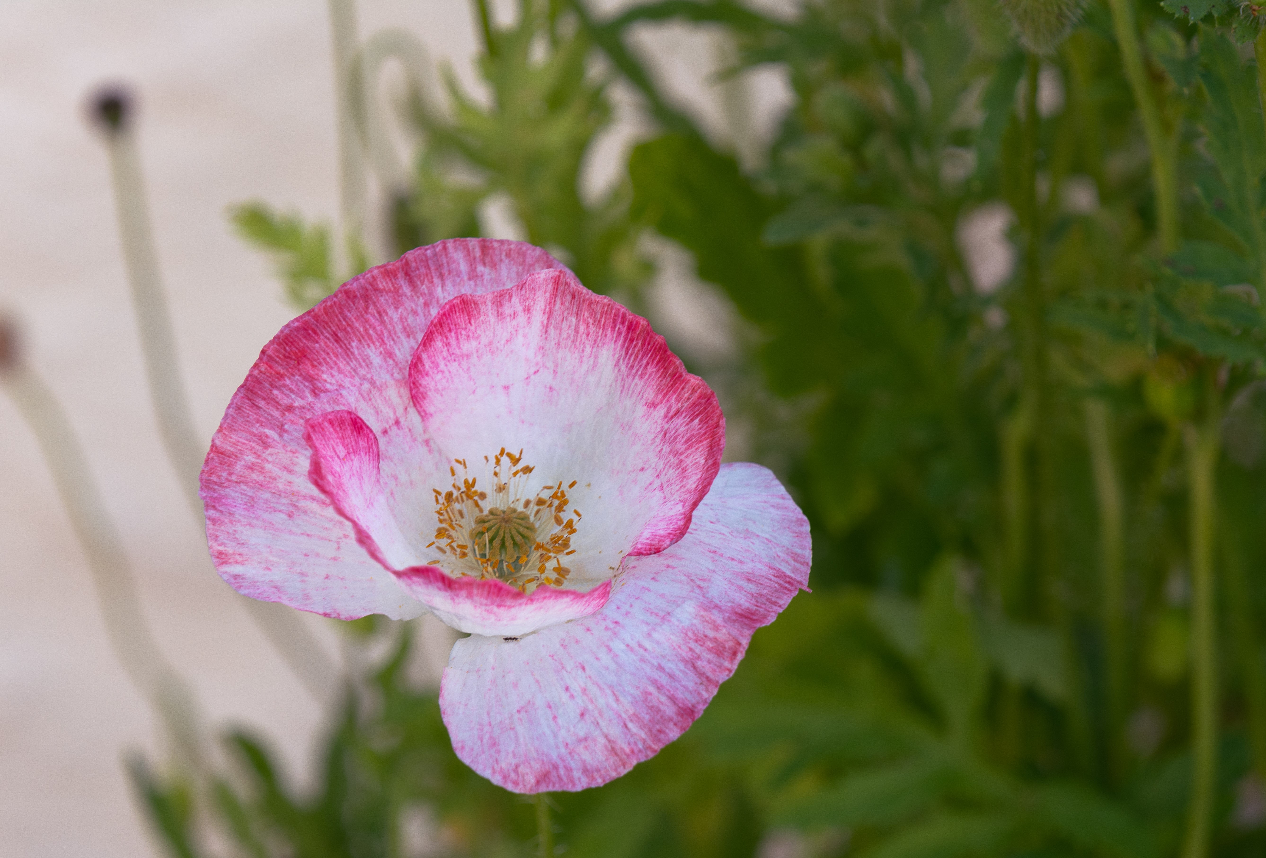 Pink and white poppy flower with green foliage HD Wallpaper