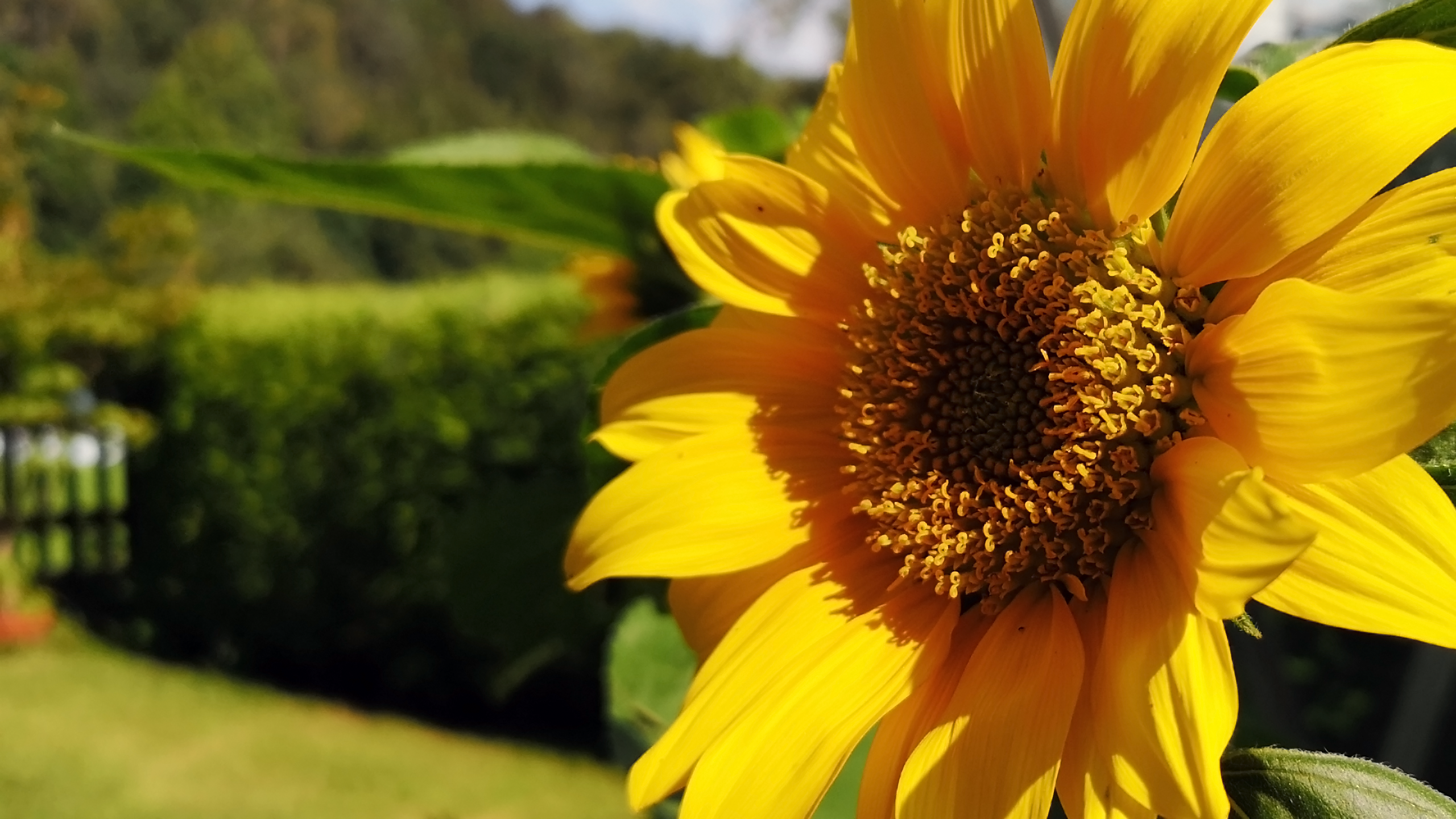 Close-up of a bright yellow sunflower in a garden HD Wallpaper