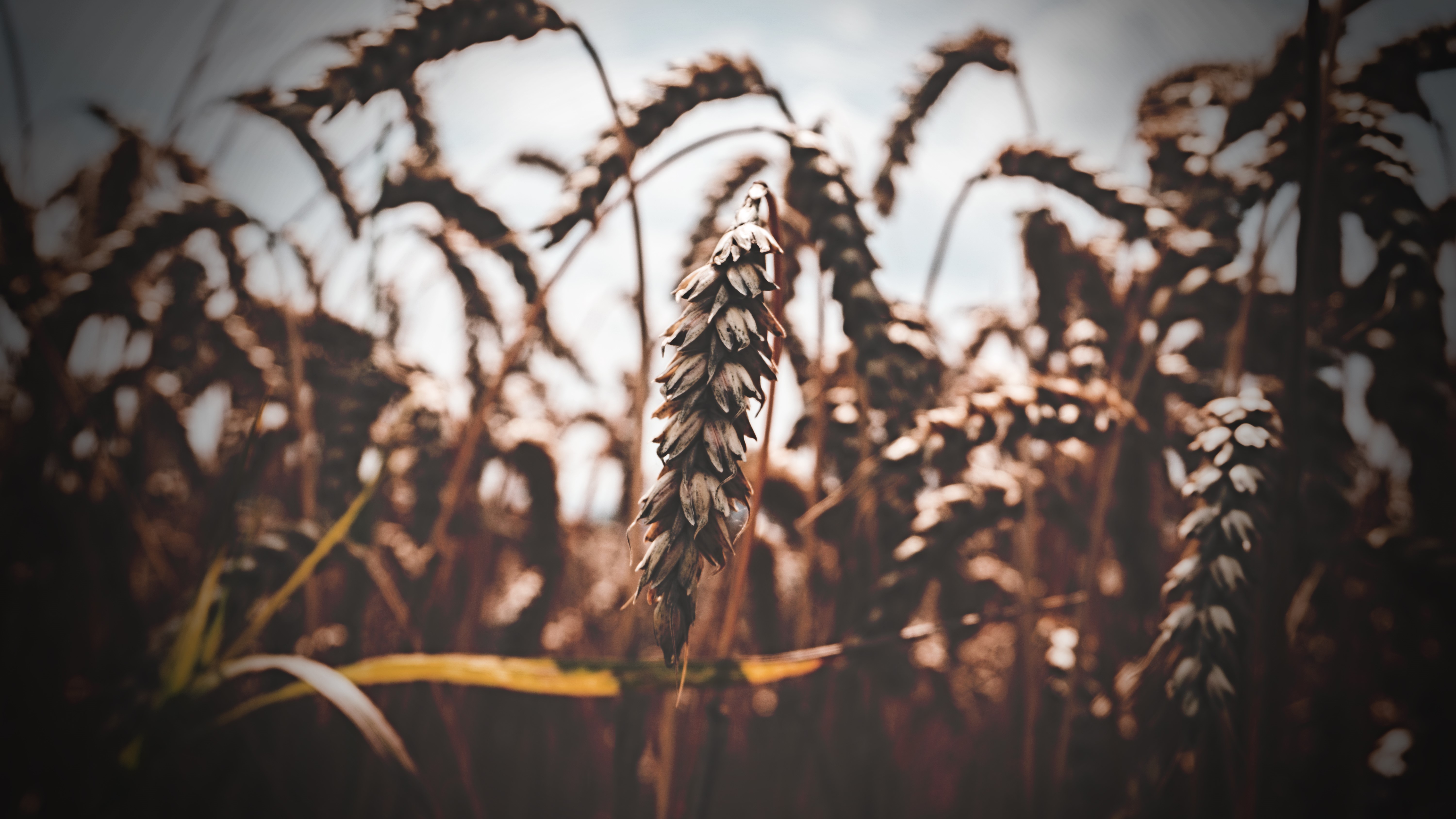 Macro view of wheat field HD Wallpaper