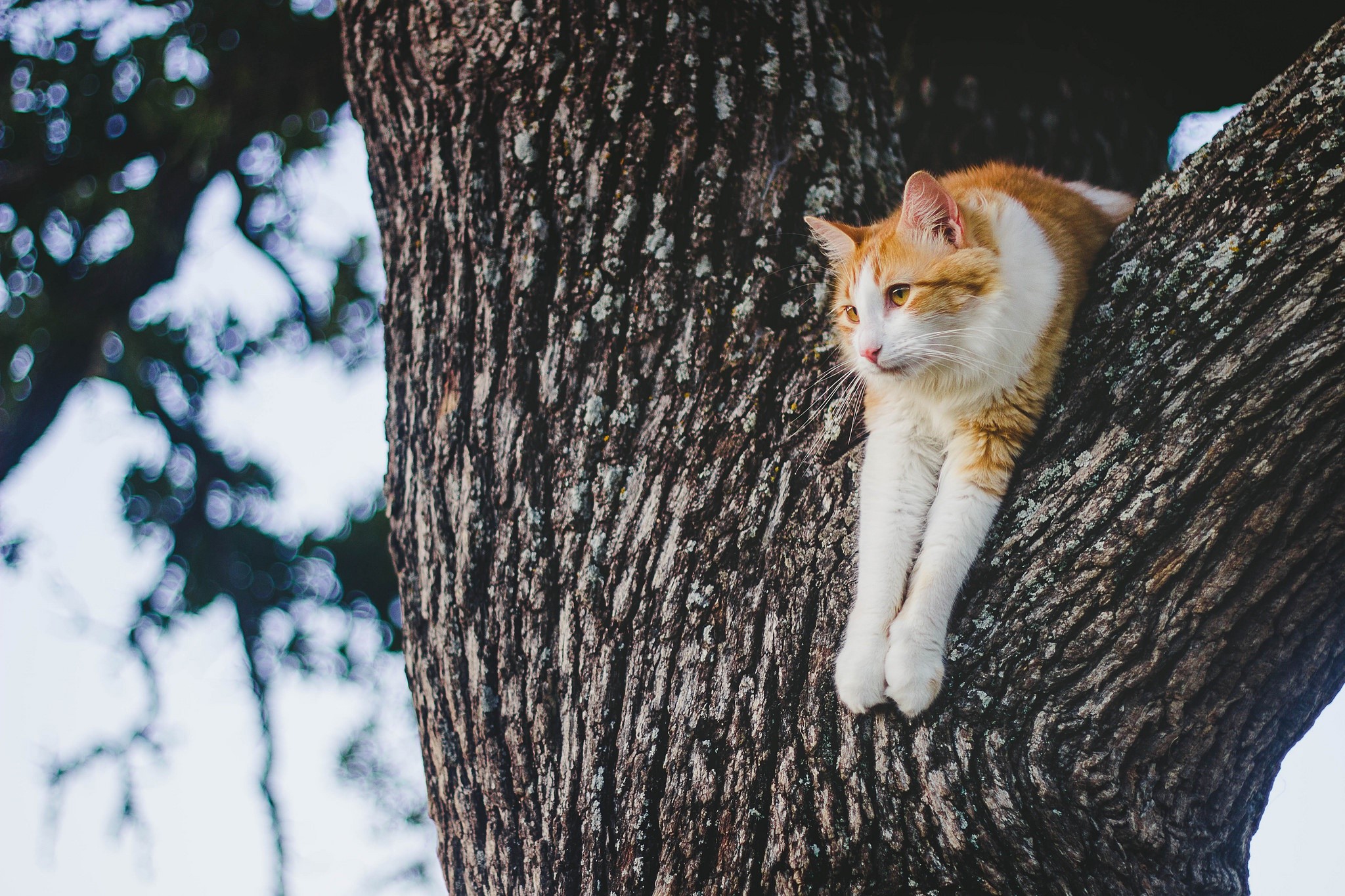 Orange and white cat resting on a tree trunk HD Wallpaper