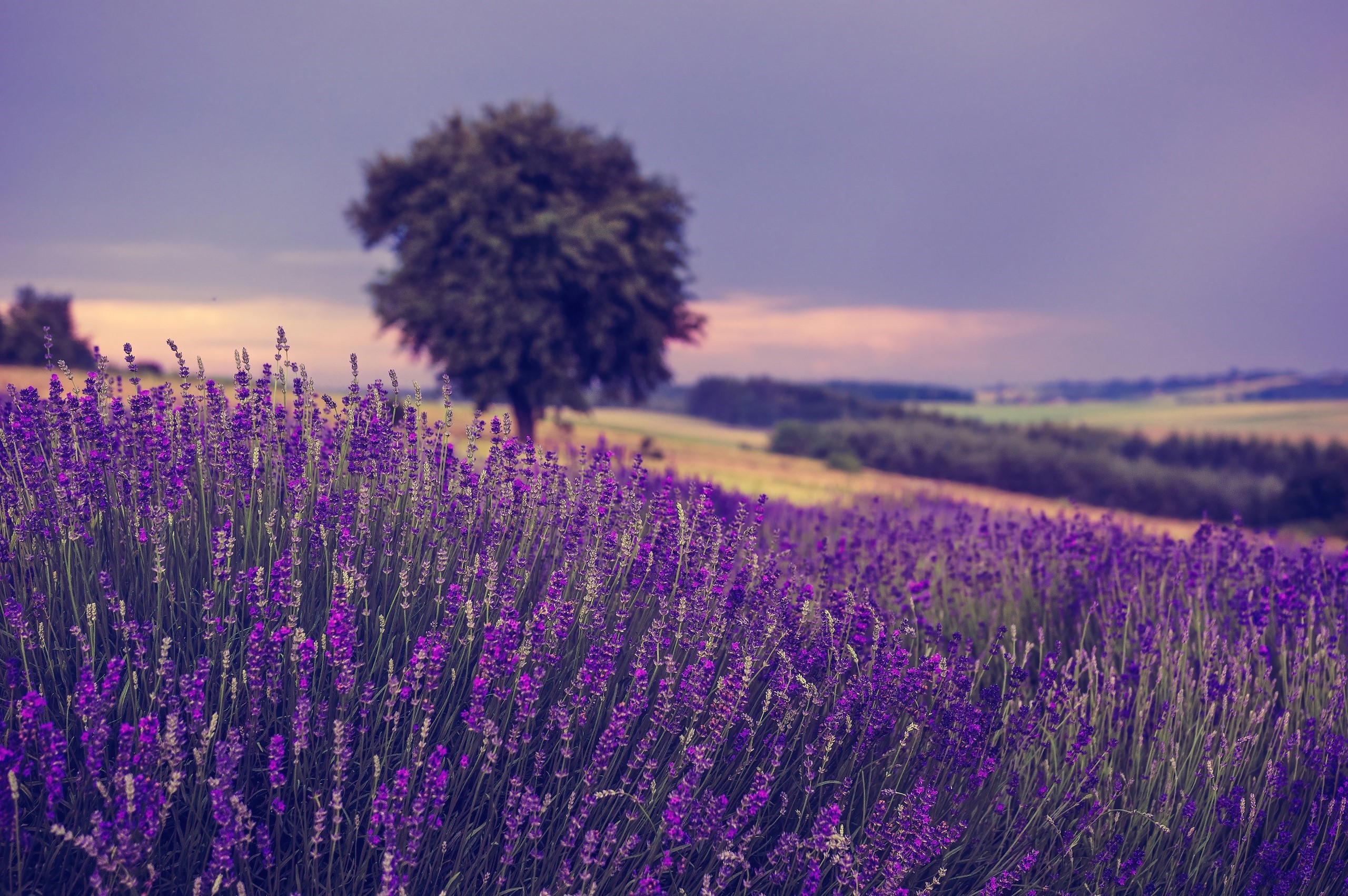 Lavender field with a tree and rolling hills HD Wallpaper