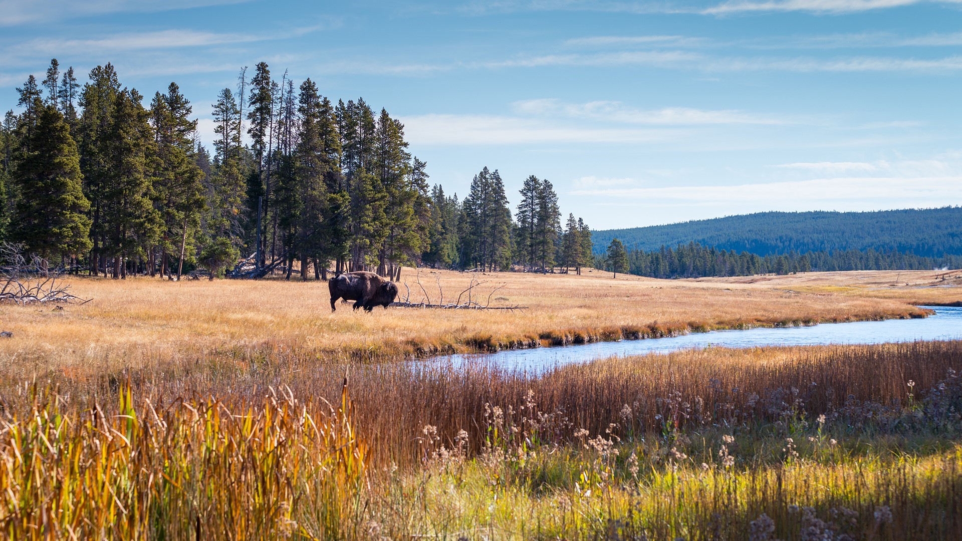 Bison in a field with a river and trees HD Wallpaper
