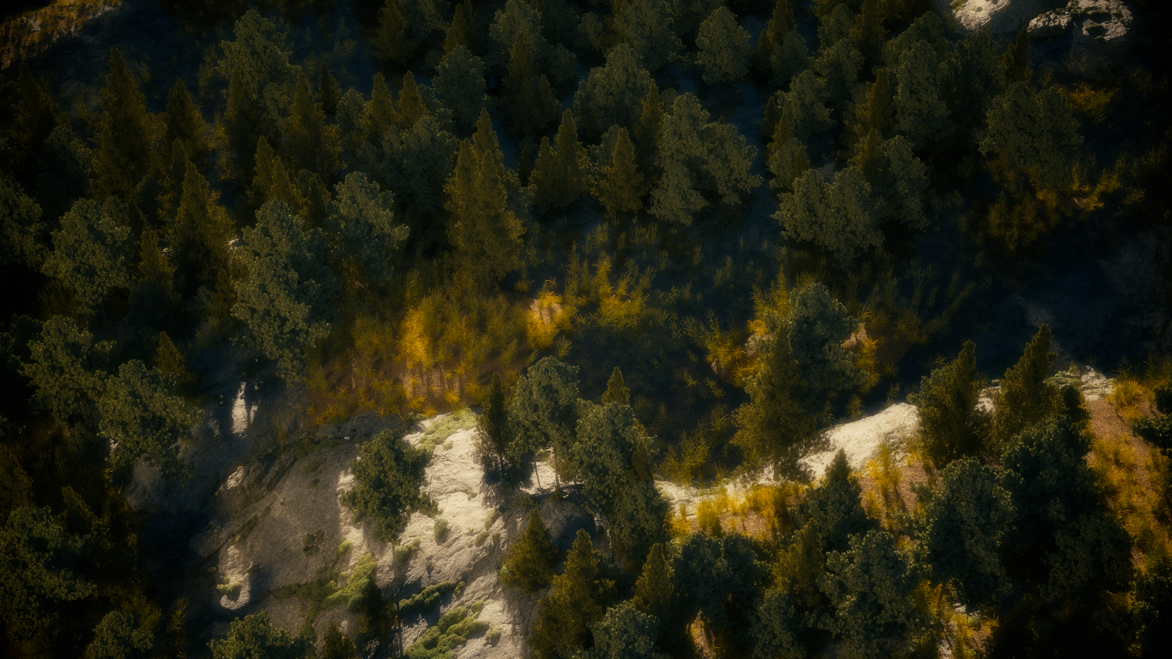 4K forest with trees and rocky terrain HD Wallpaper