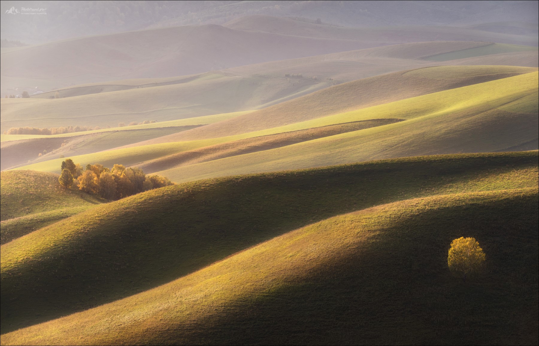 Rolling hills bathed in golden sunlight with scattered trees HD Wallpaper