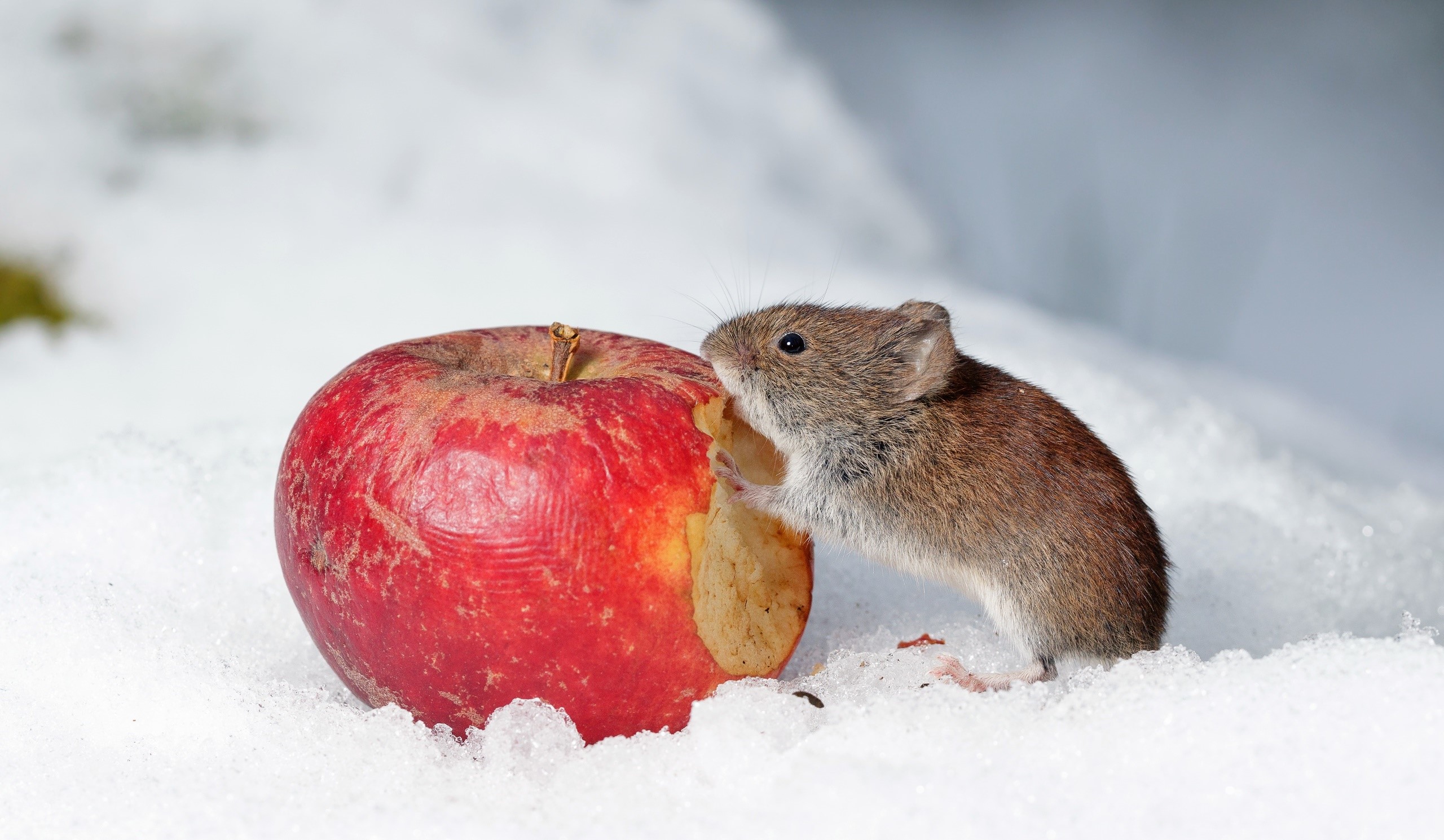 Mouse eating an apple in the snow HD Wallpaper