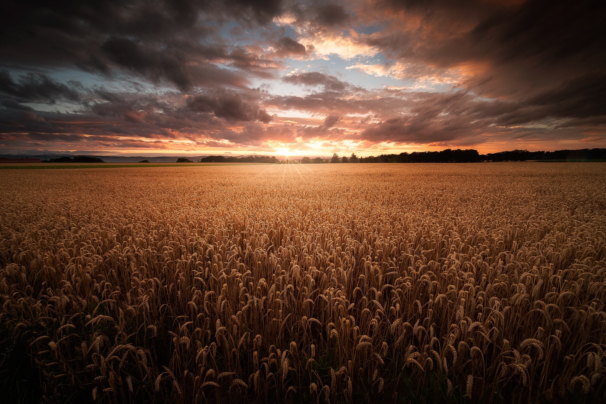 Wheat field at sunset with dramatic clouds HD Wallpaper