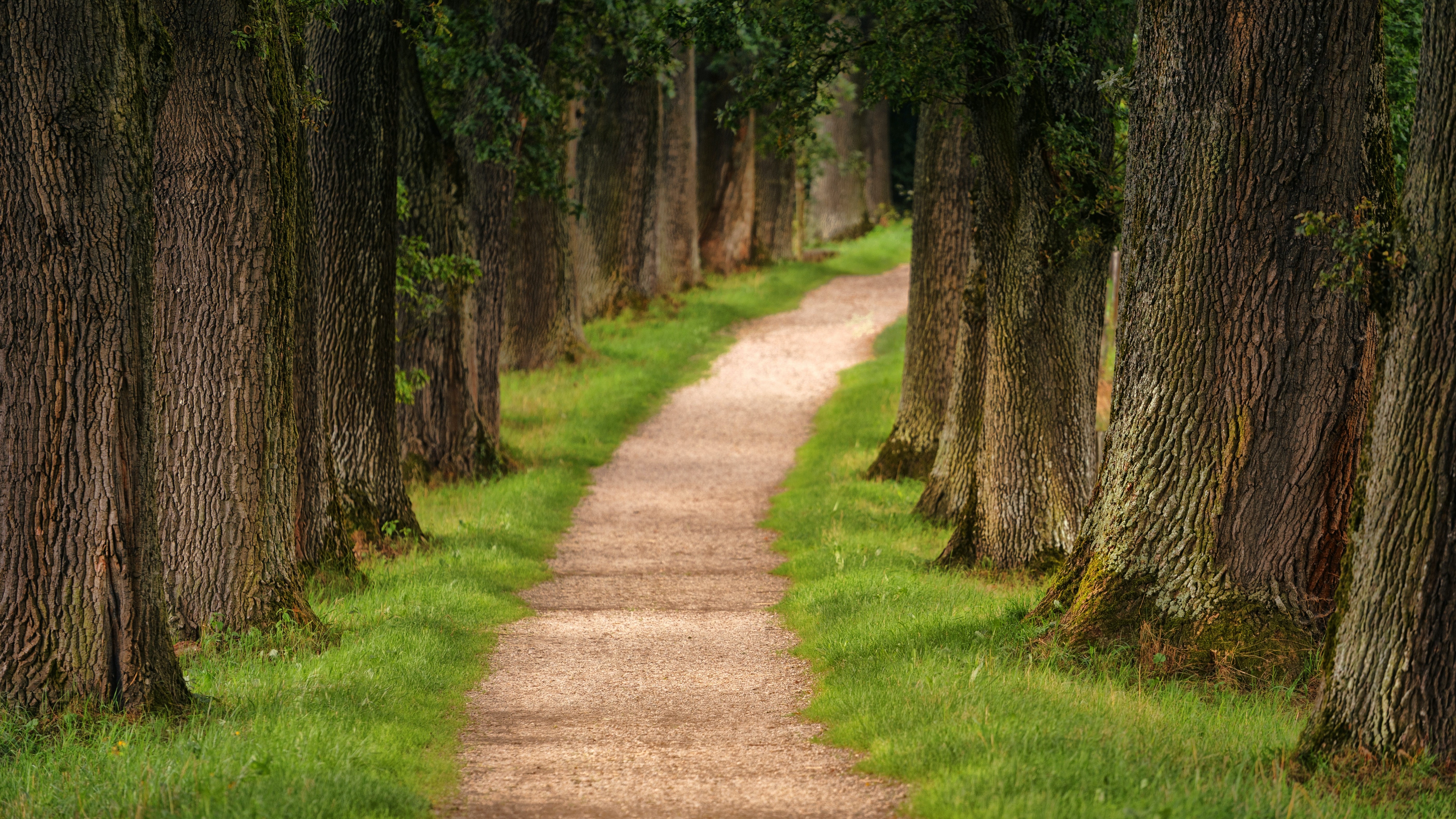 Path through a forest of oak trees HD Wallpaper