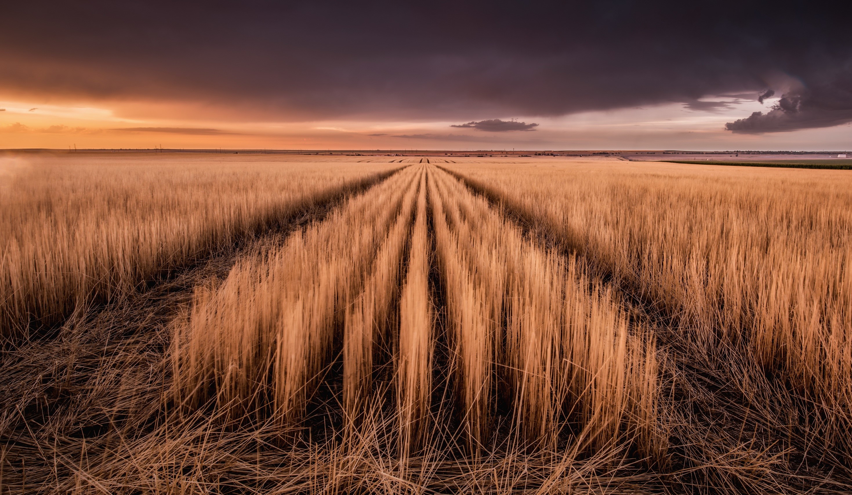 Wheat field with storm clouds at sunset HD Wallpaper