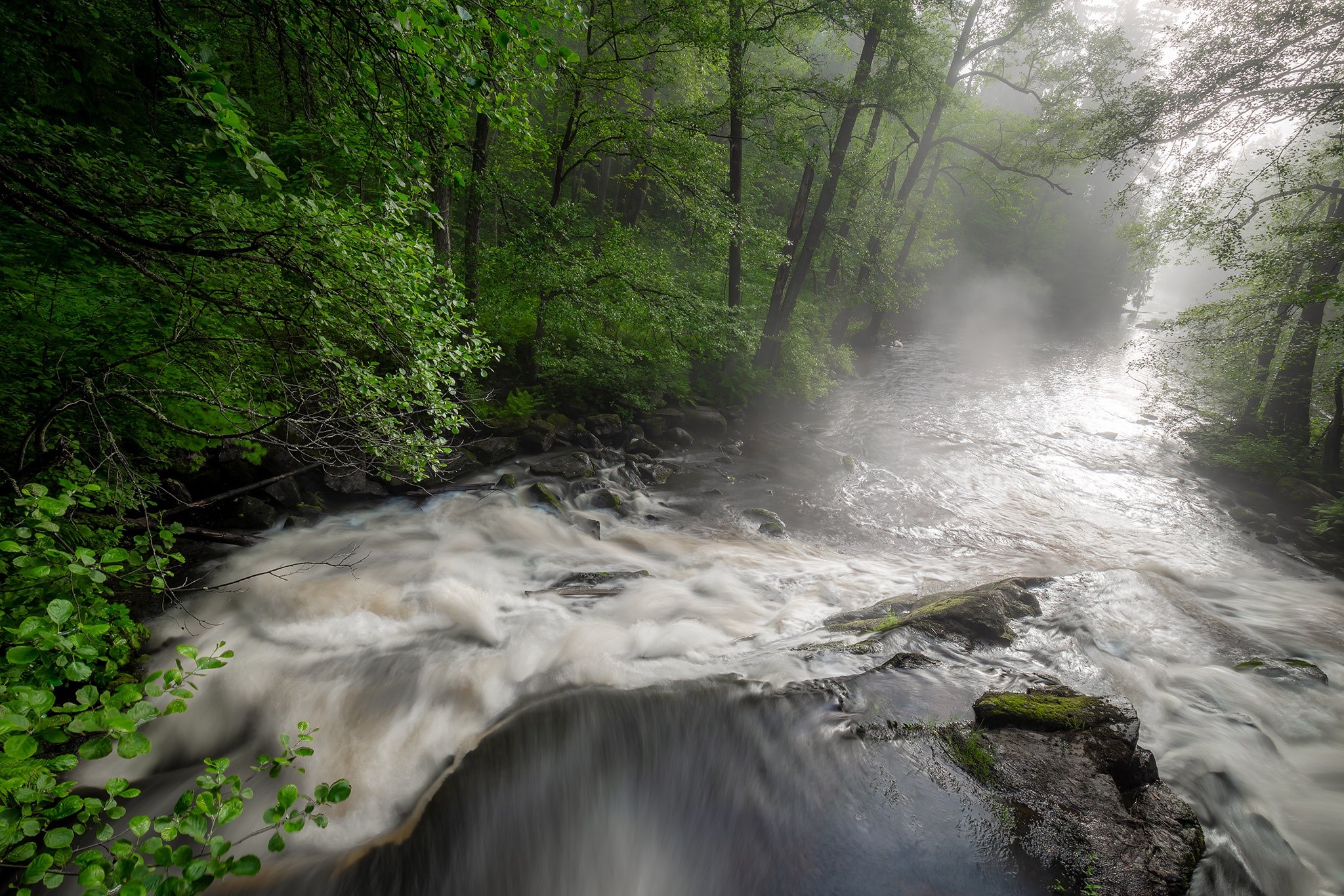 Misty forest river with flowing water HD Wallpaper