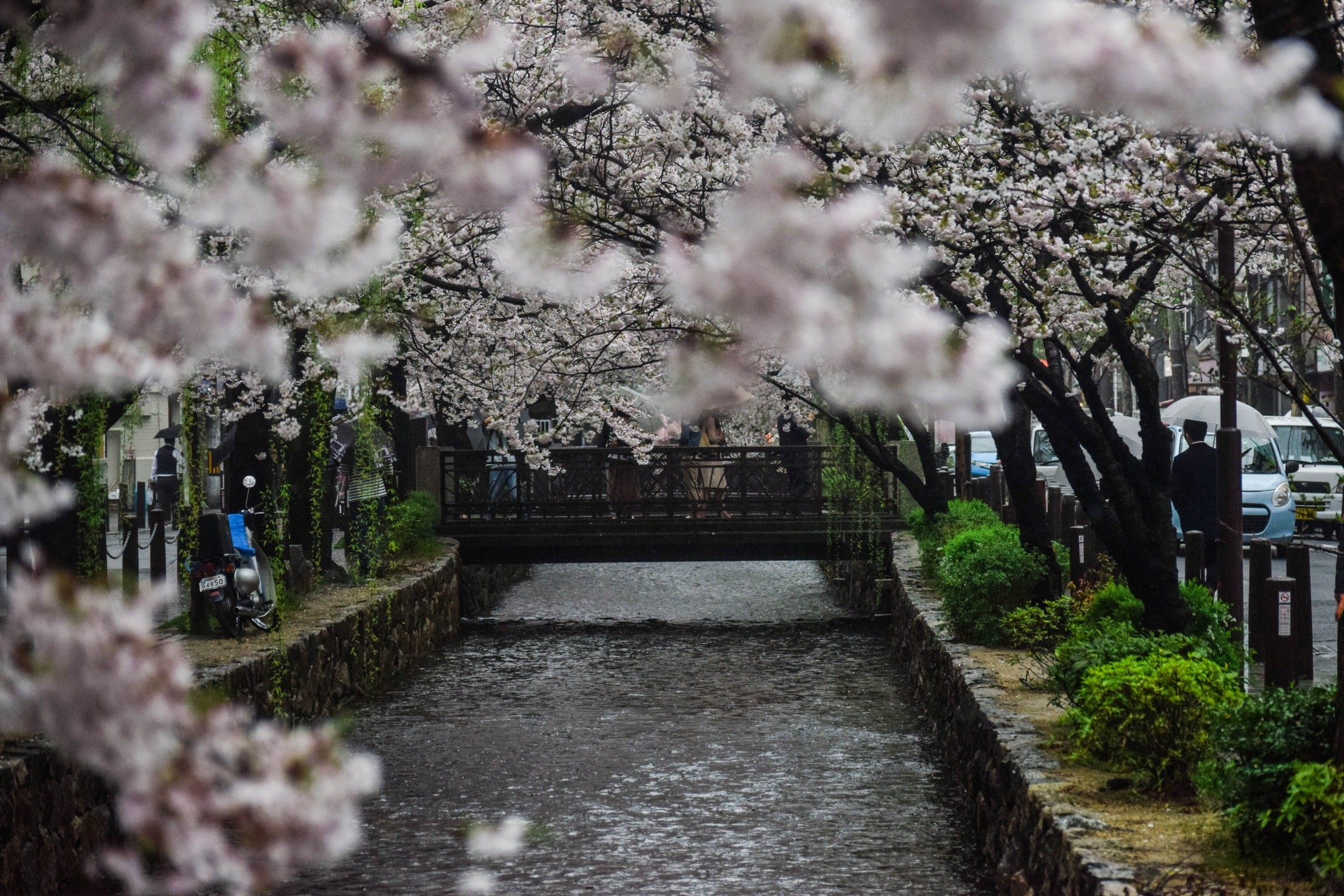 Cherry blossoms line a canal in Kyoto, Japan HD Wallpaper