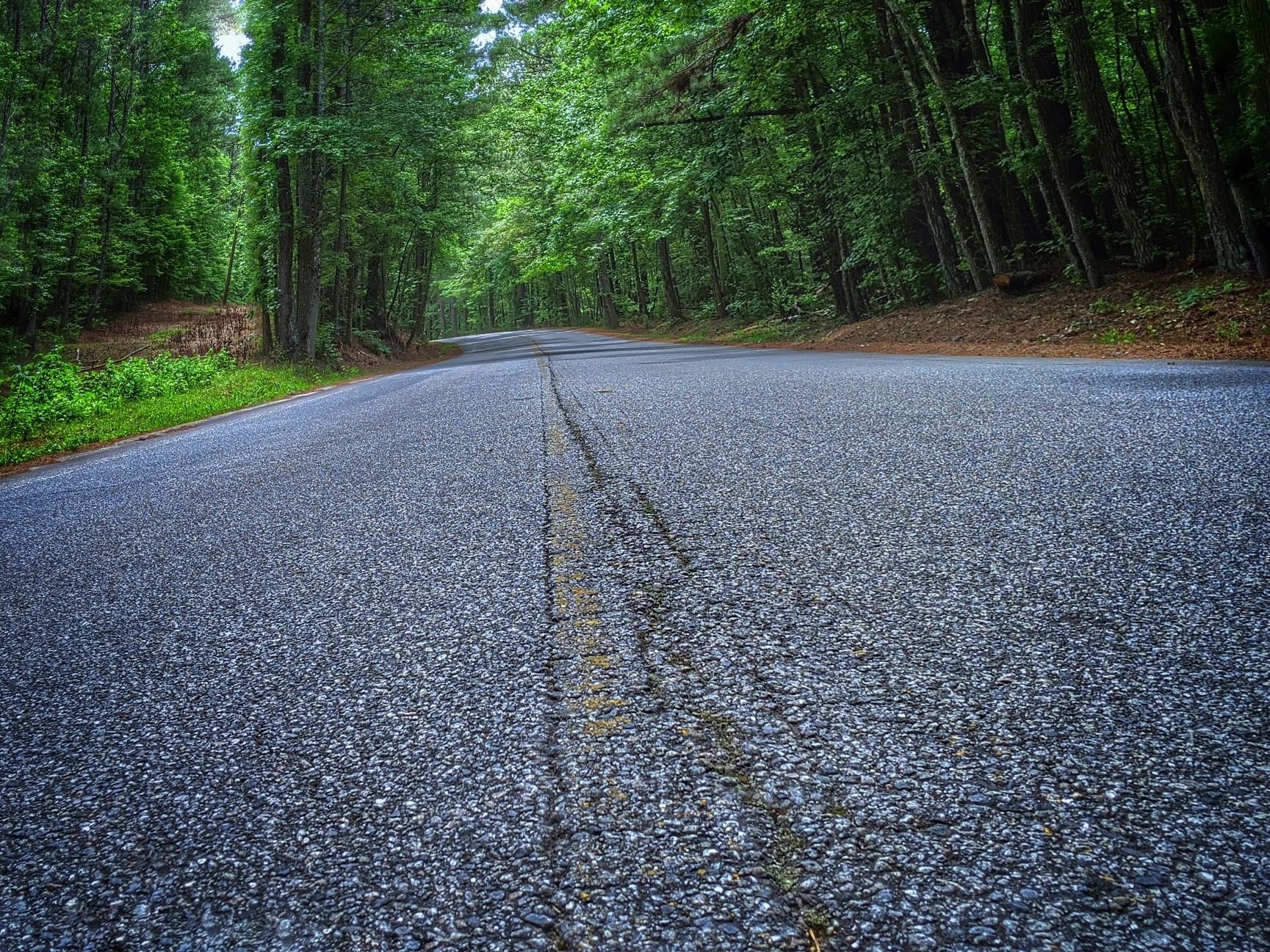 Asphalt road through a green forest HD Wallpaper
