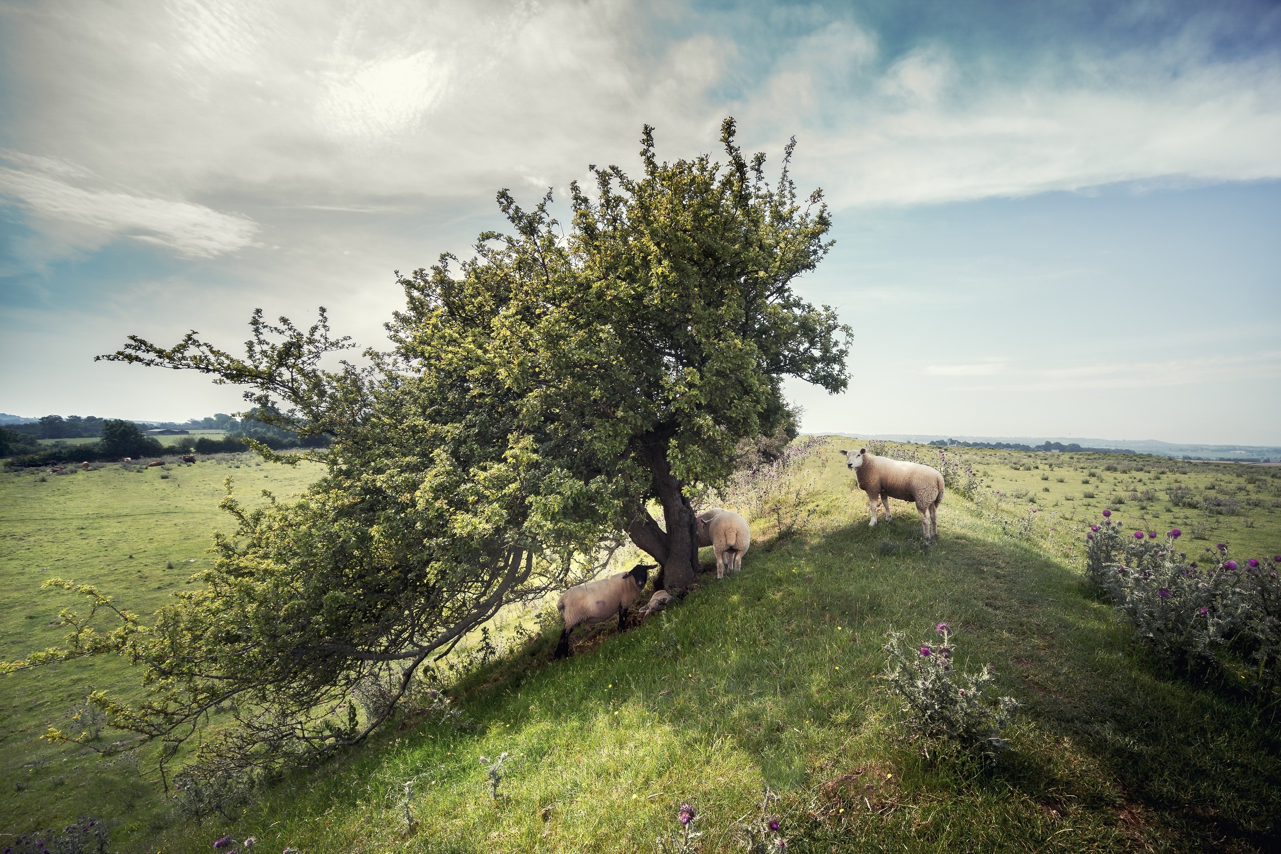 Sheep grazing under a tree on a grassy hill HD Wallpaper