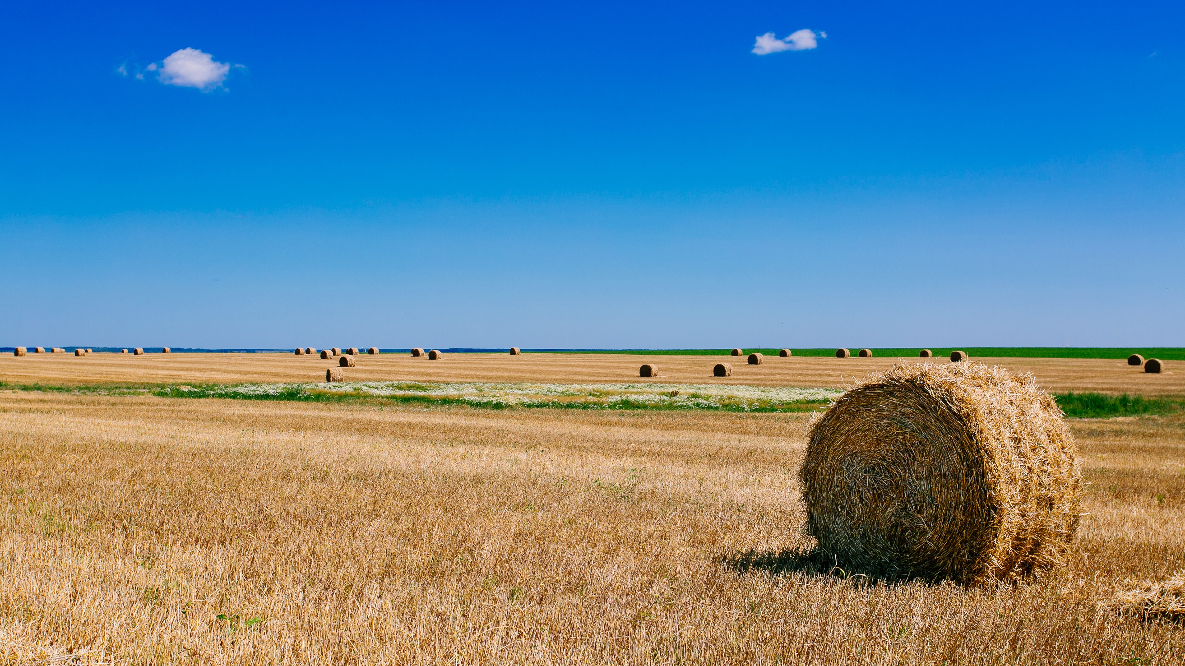 Hay bales in a harvested field under a blue sky HD Wallpaper