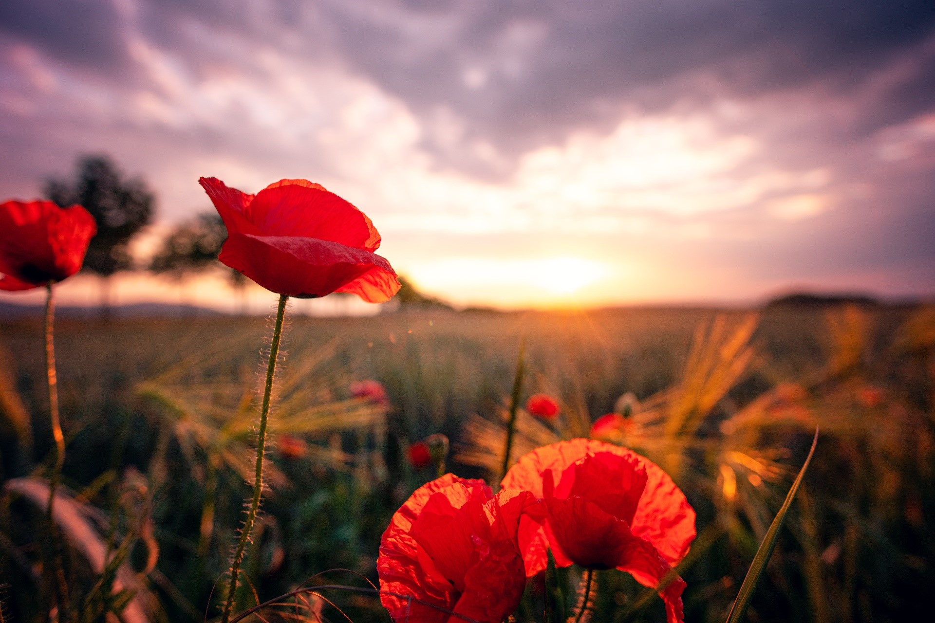 Red poppies in a field at sunset HD Wallpaper