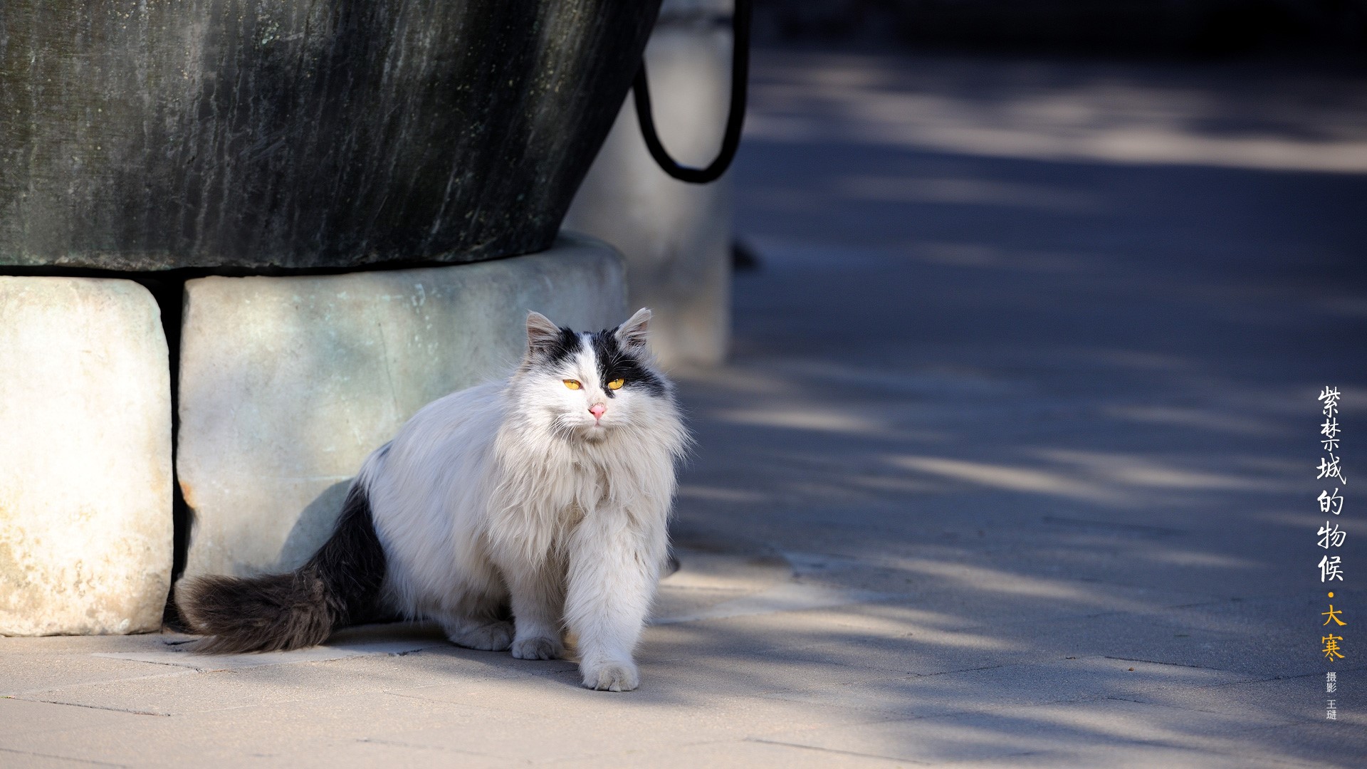 A fluffy cat with yellow eyes sits near large stone blocks HD Wallpaper