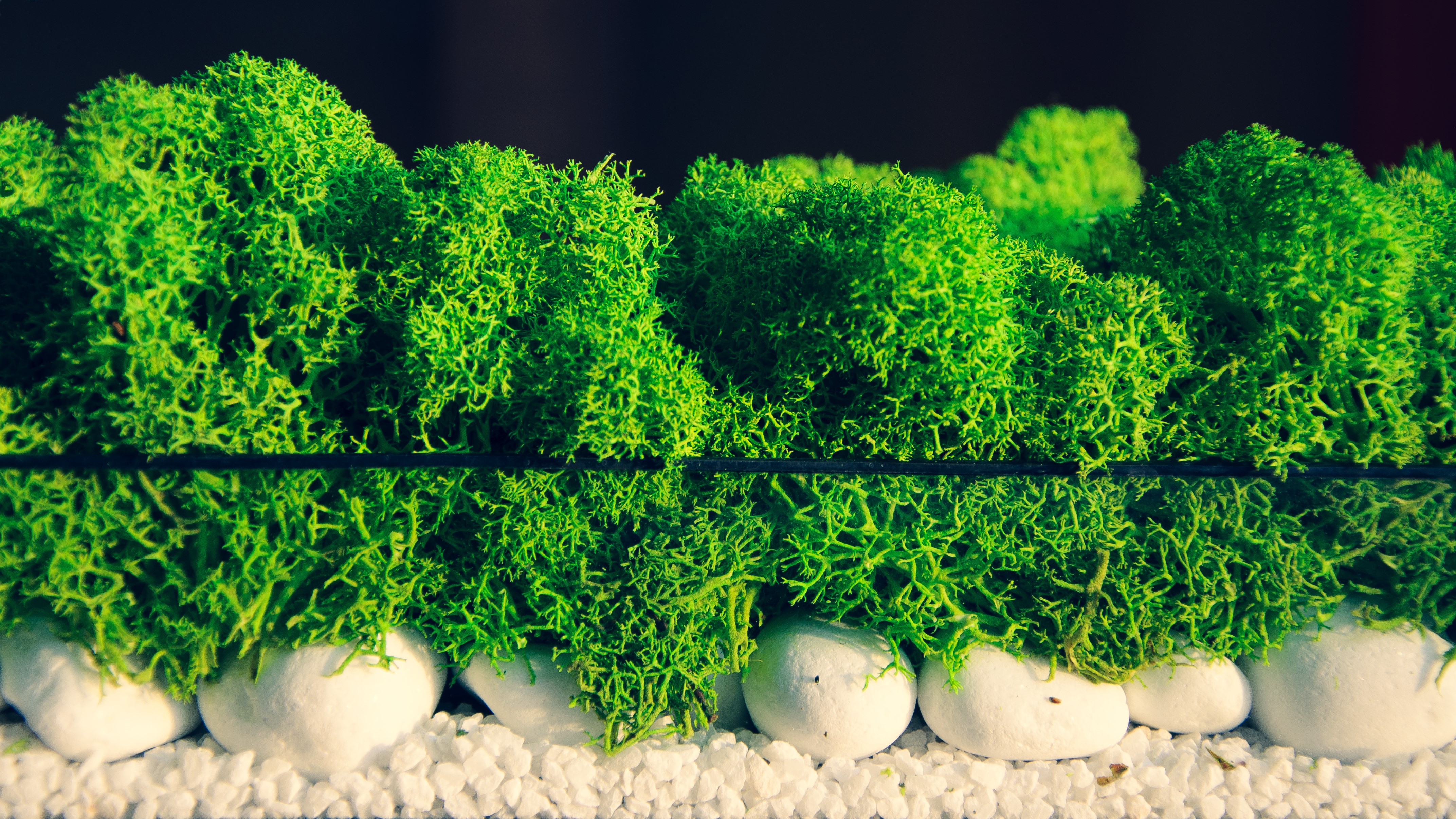 Green moss with white pebbles and reflection HD Wallpaper