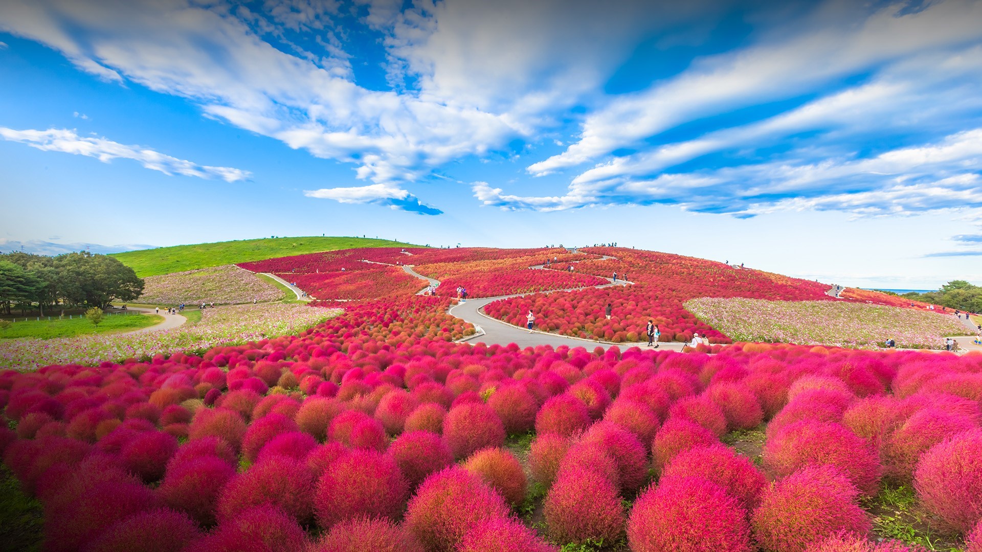 Hillside covered in red kochia plants under a blue sky HD Wallpaper