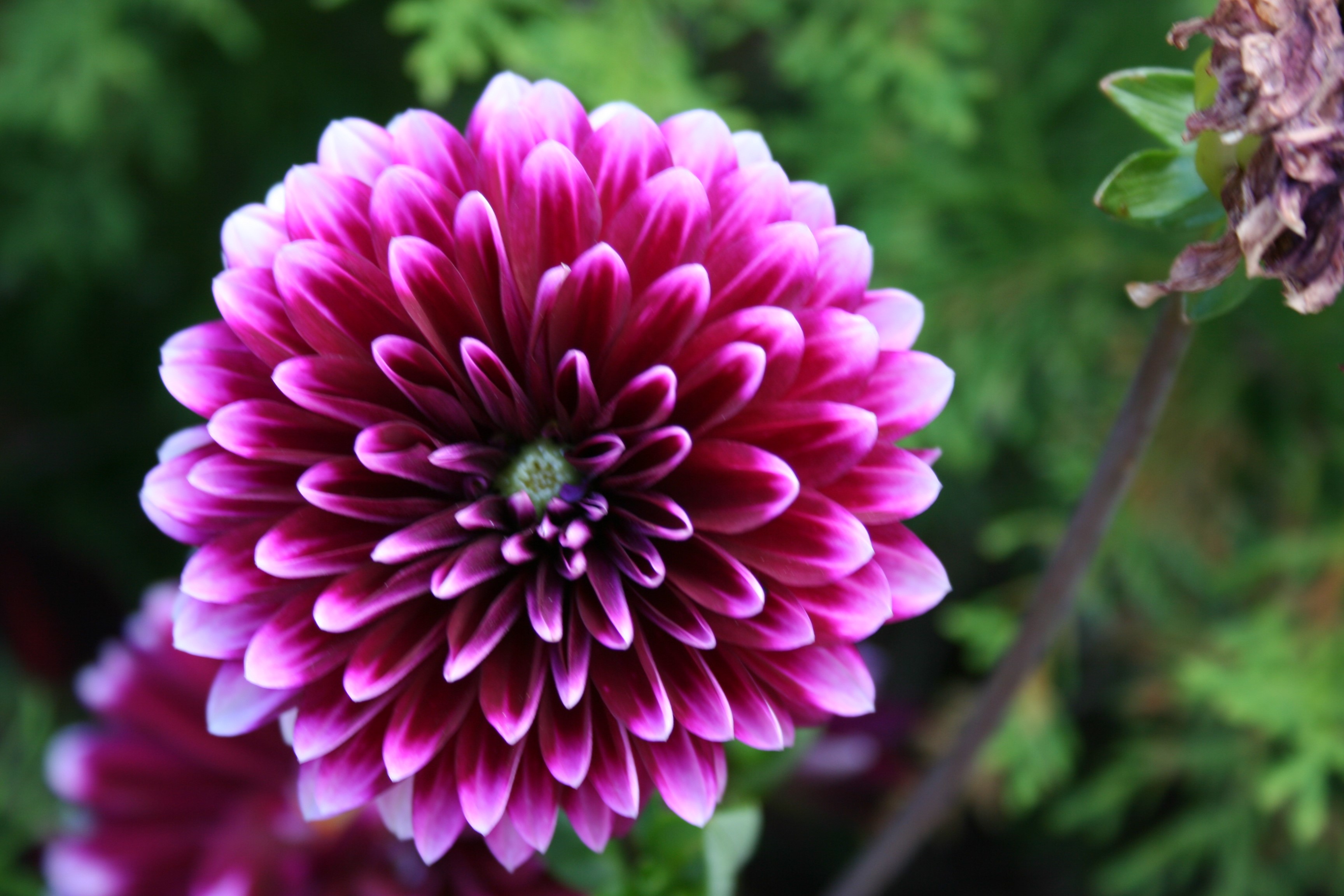 Close-up of a vibrant purple and white dahlia flower HD Wallpaper