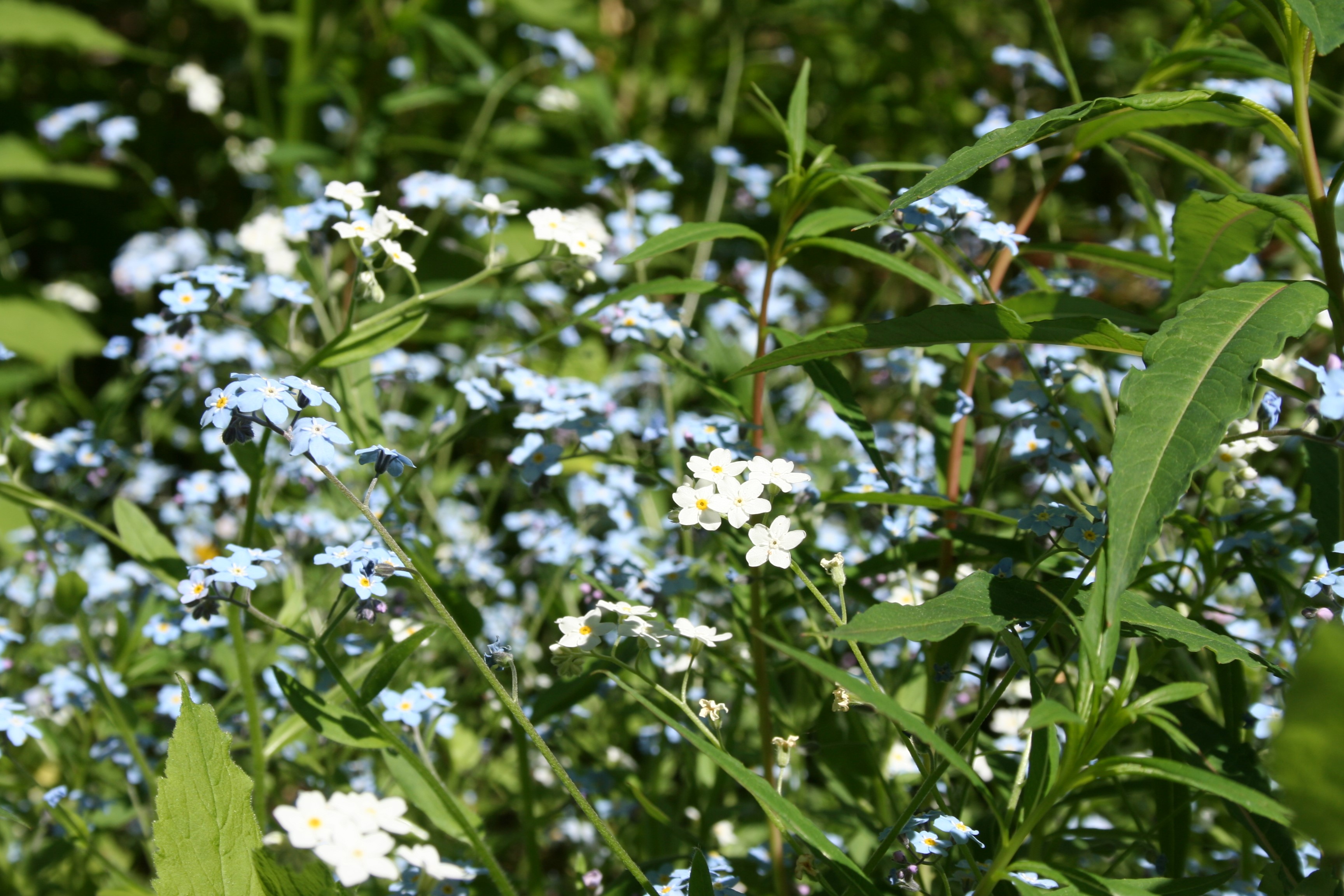 Forget-me-nots and white flowers in a garden HD Wallpaper