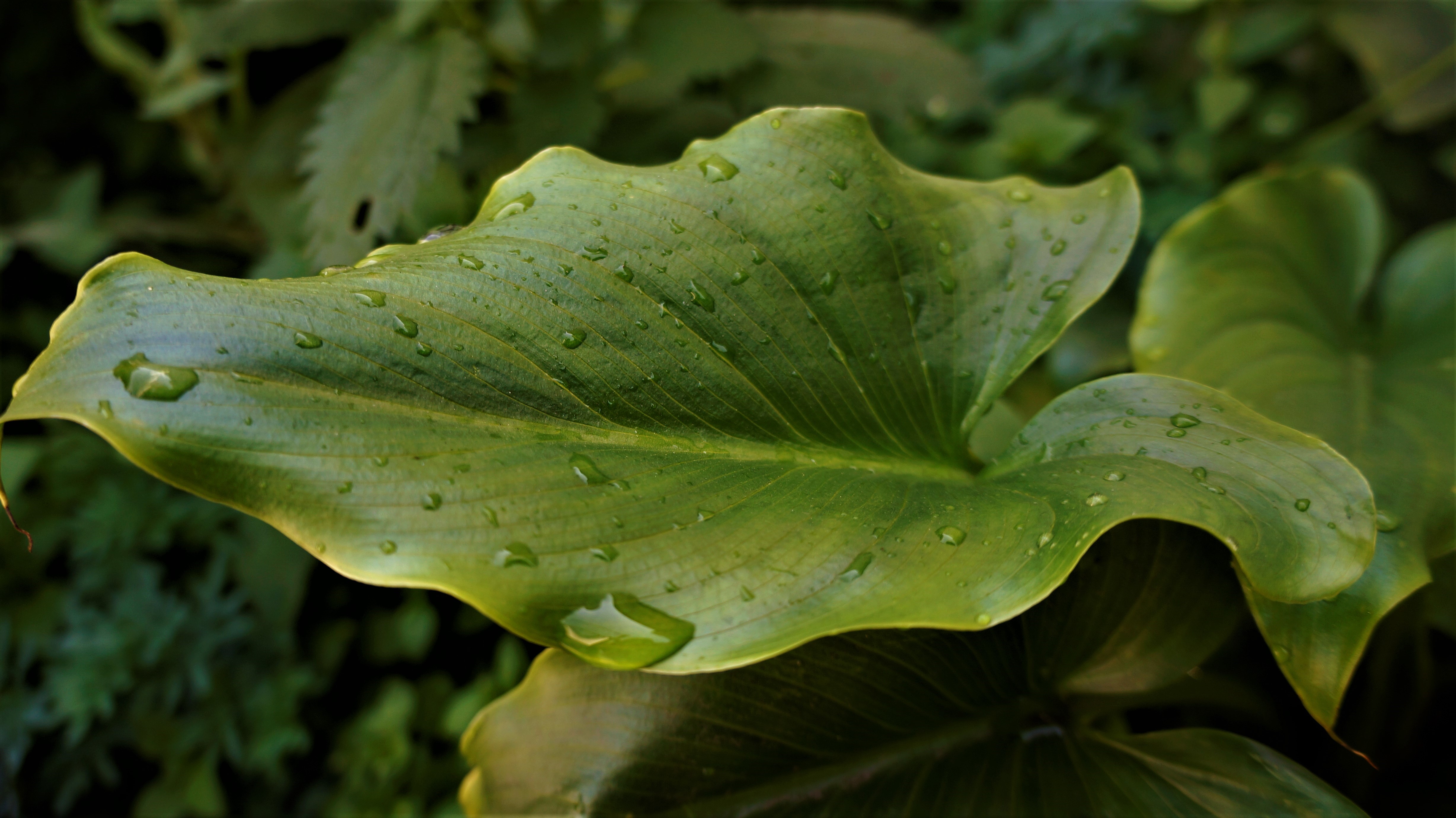 Green leaf with water drops HD Wallpaper