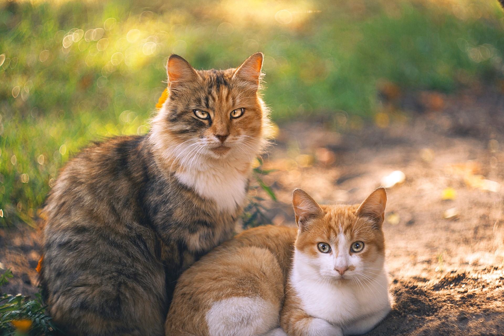 Two cats sitting outdoors on a dirt path HD Wallpaper
