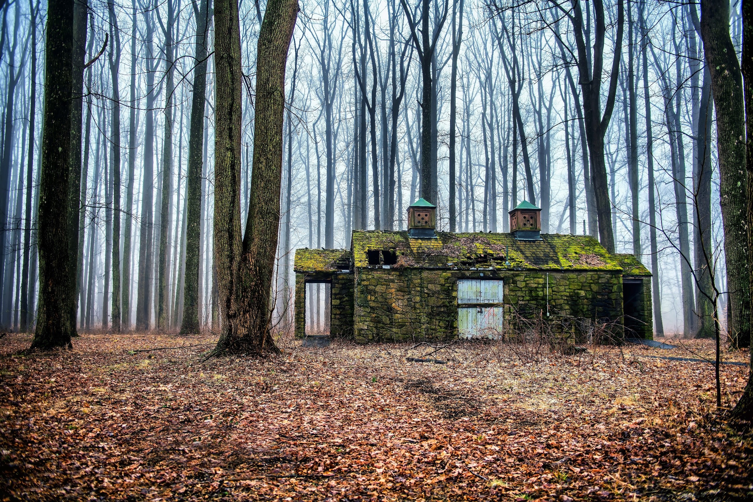 Abandoned stone cabin covered in moss in a misty forest HD Wallpaper
