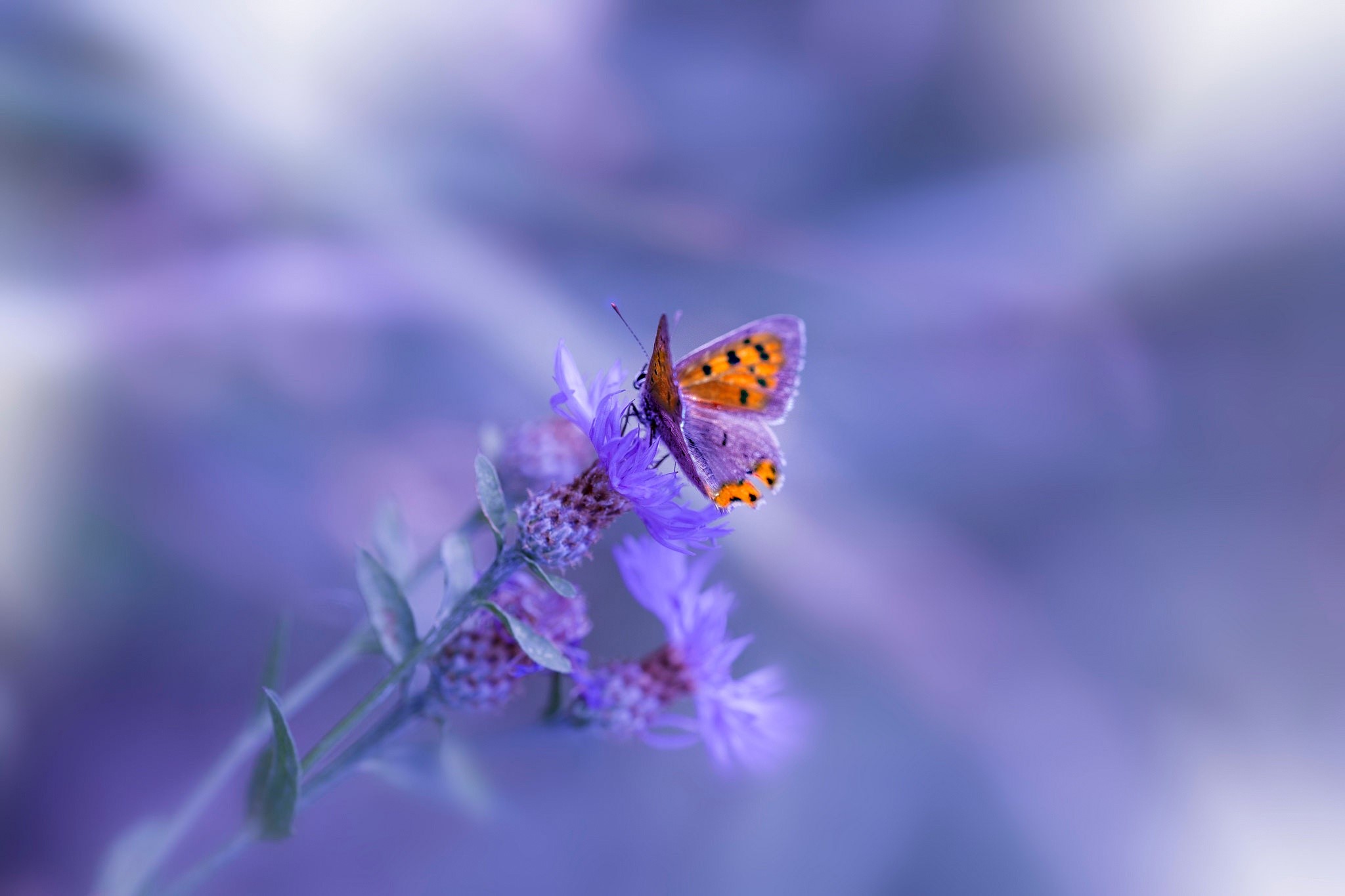 Orange butterfly on purple flower HD Wallpaper