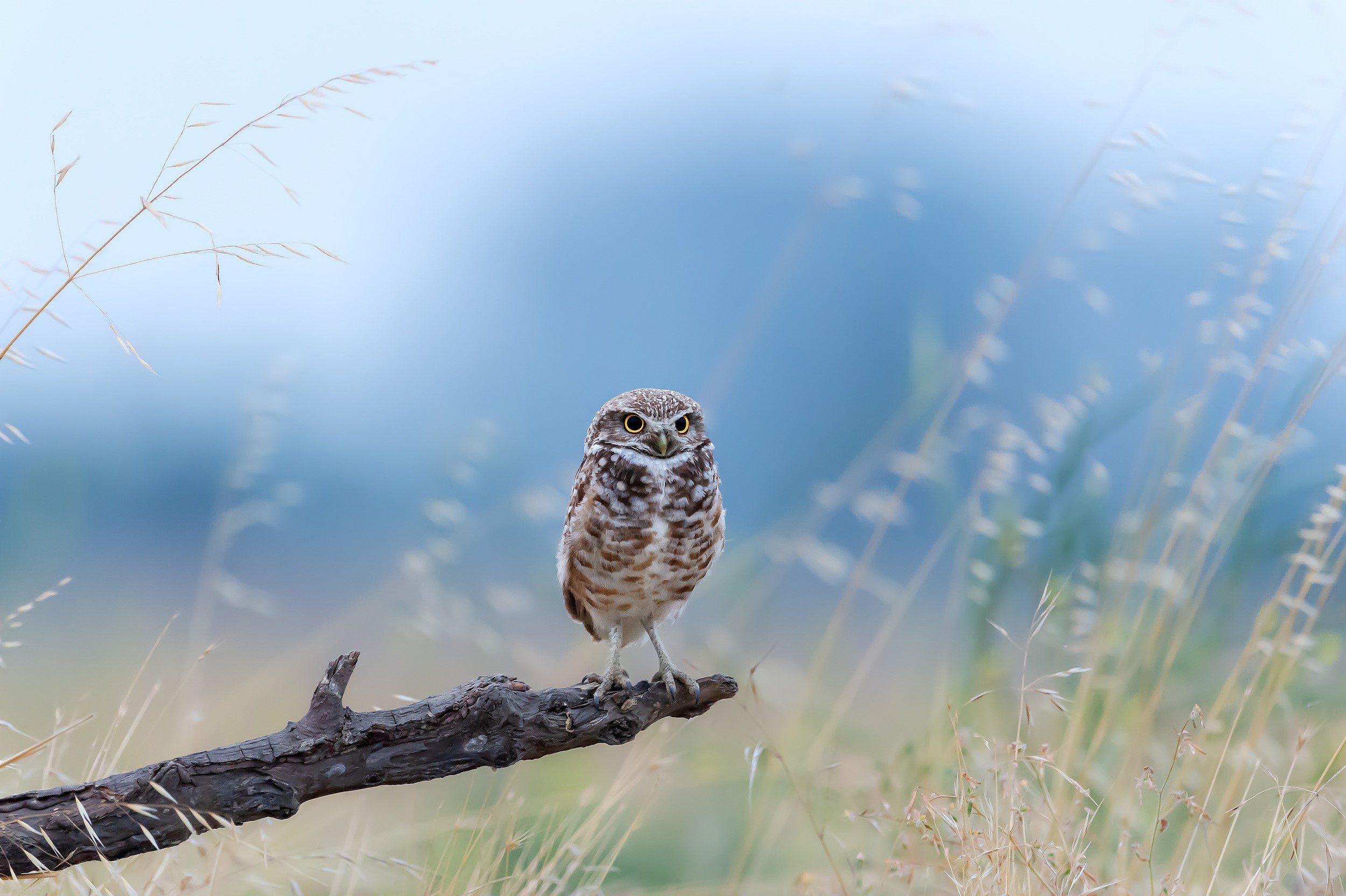Burrowing owl perched on a branch in a field HD Wallpaper