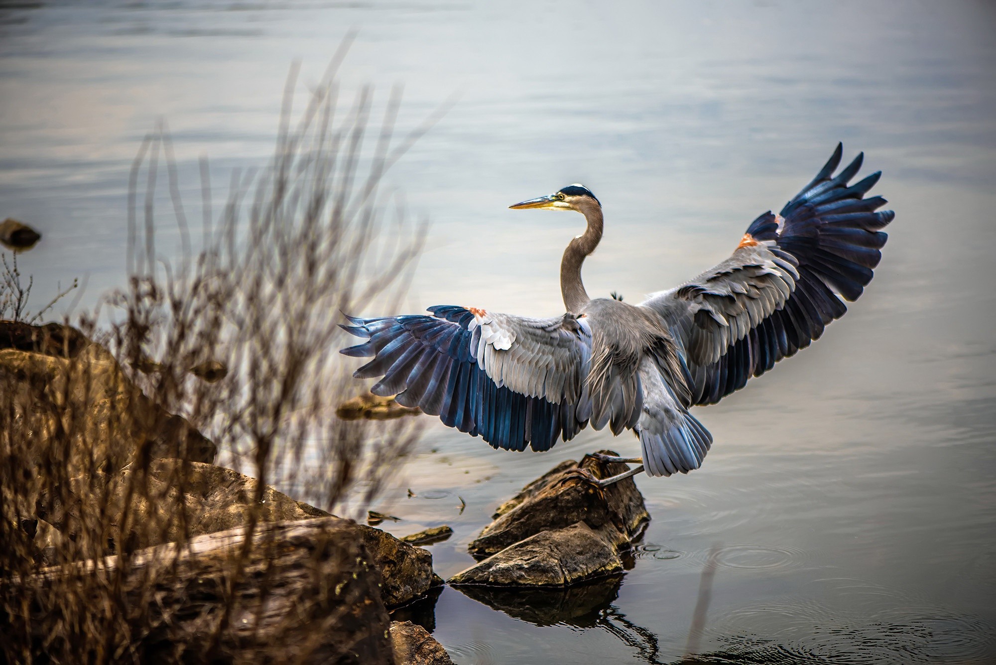 Great Blue Heron taking flight from rocks HD Wallpaper