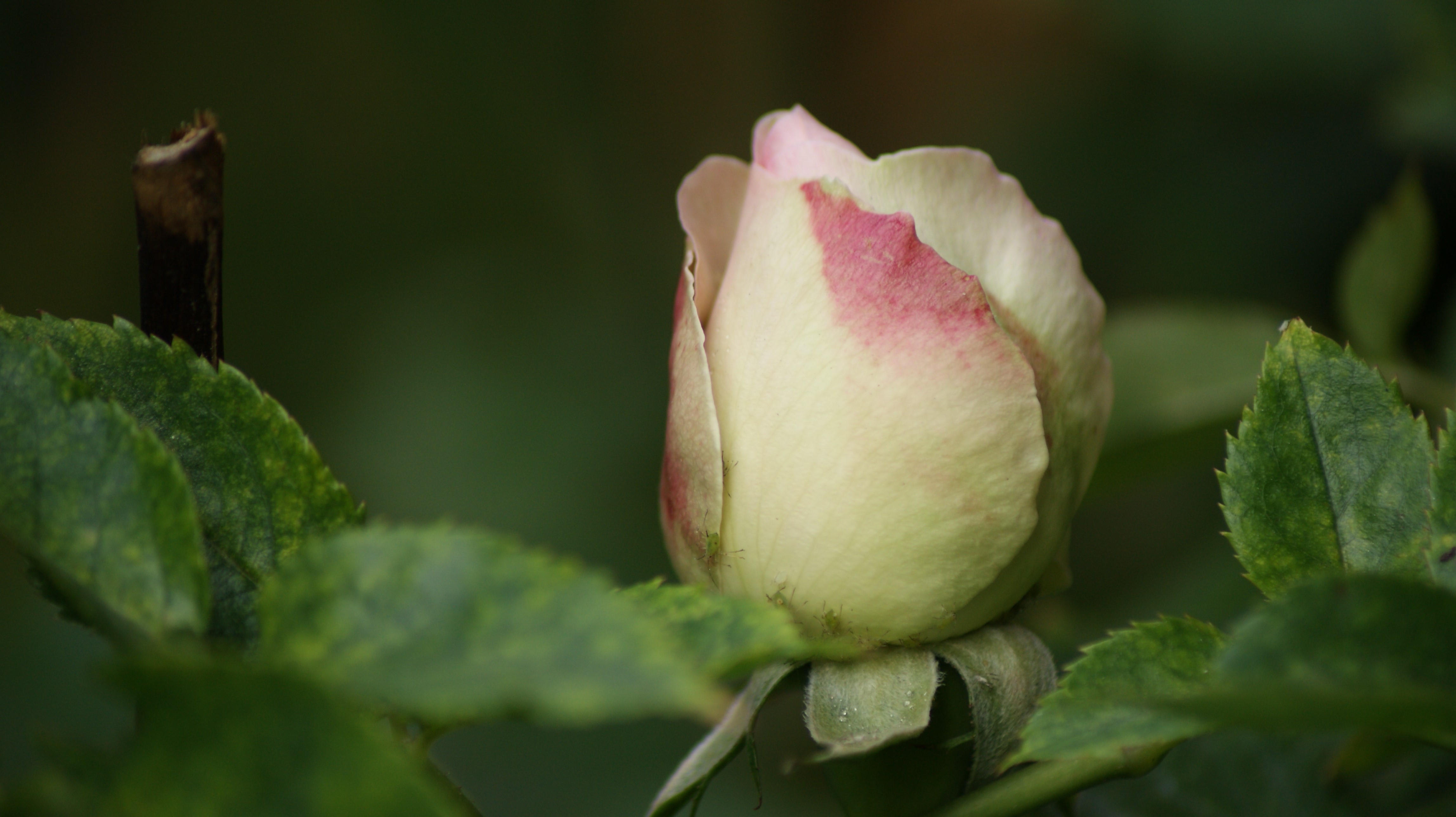 4K Rose Bud with Pink Accents HD Wallpaper