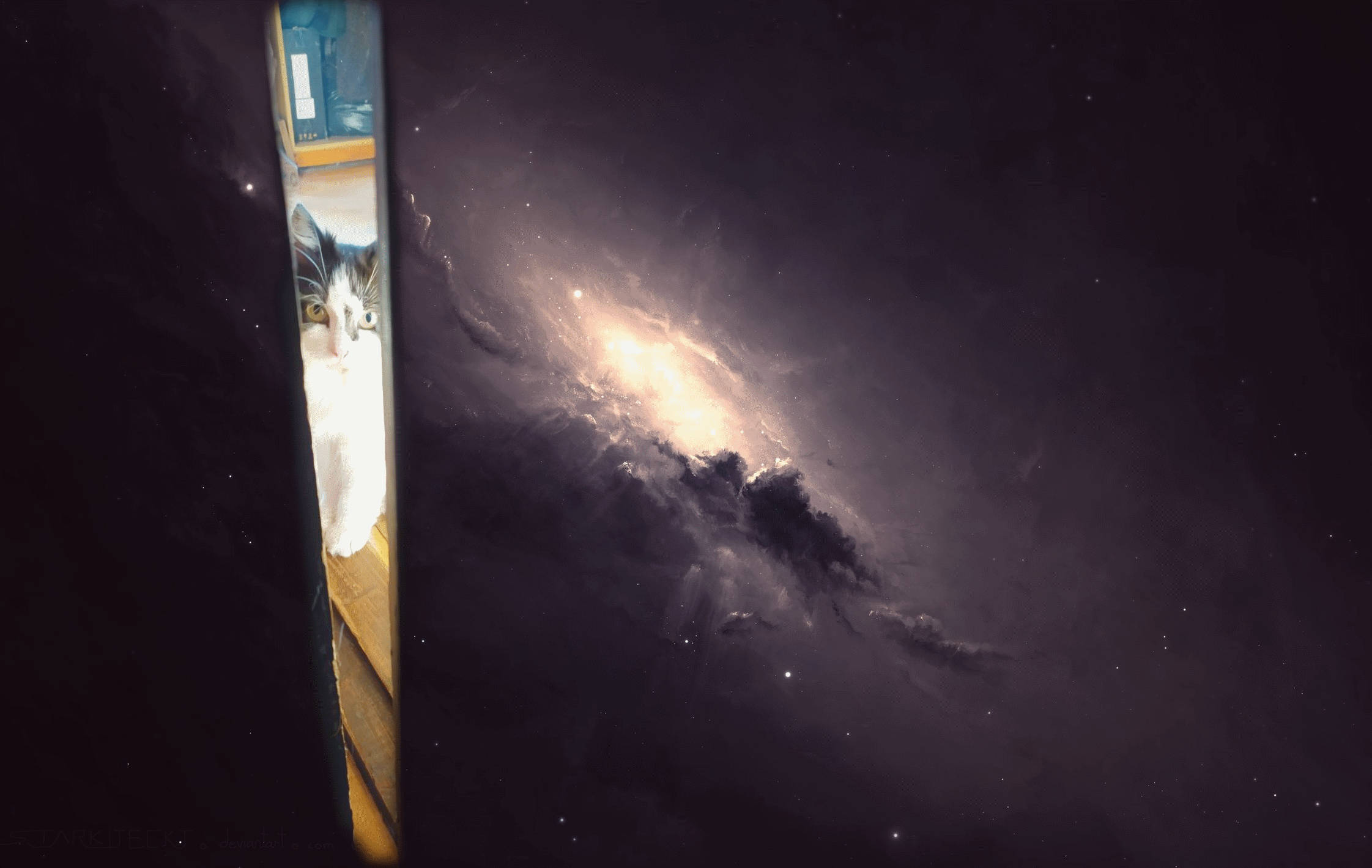 Cat peeking through a gap in space HD Wallpaper