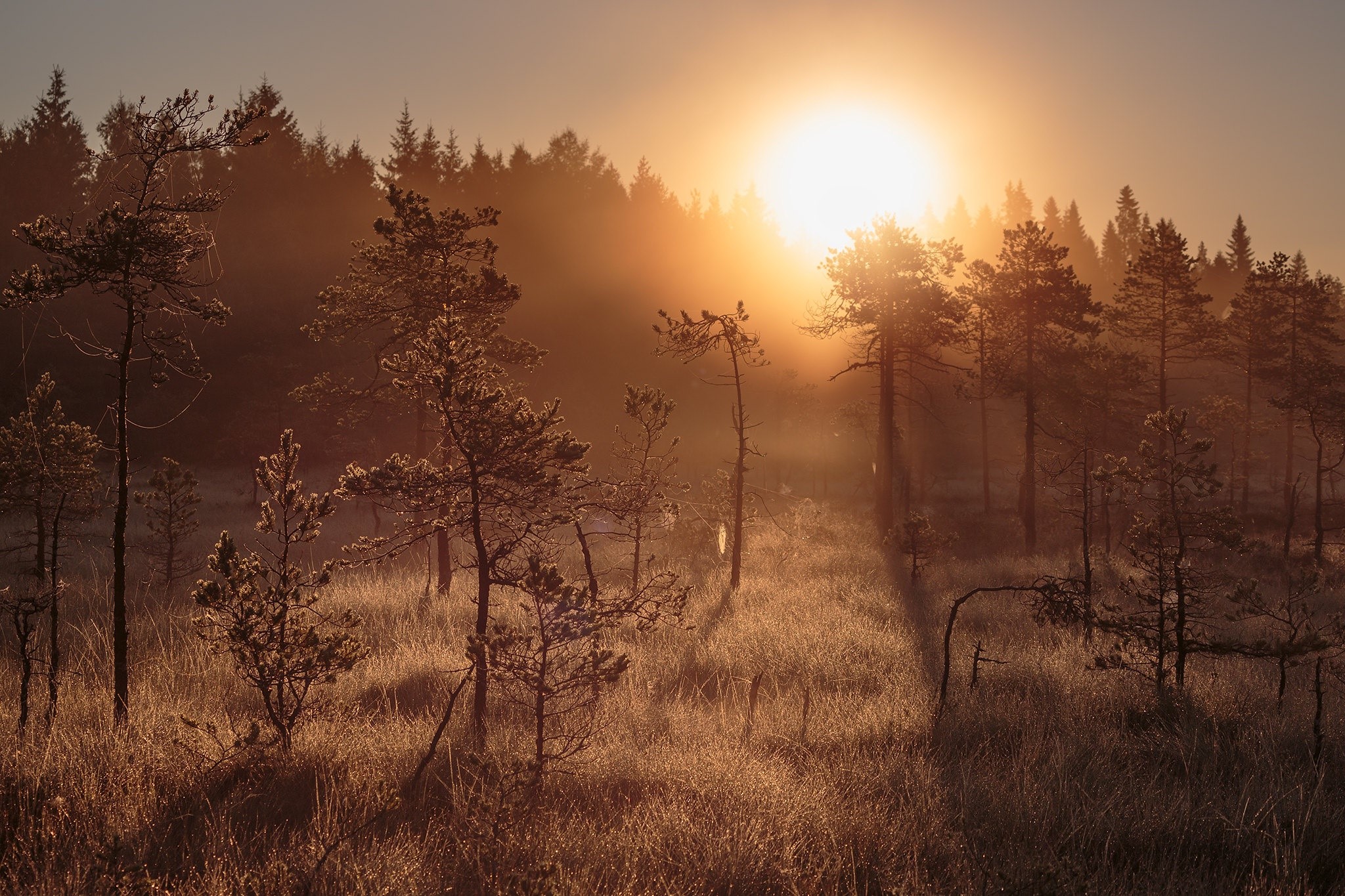 Sunrise over a misty swamp with pine trees HD Wallpaper