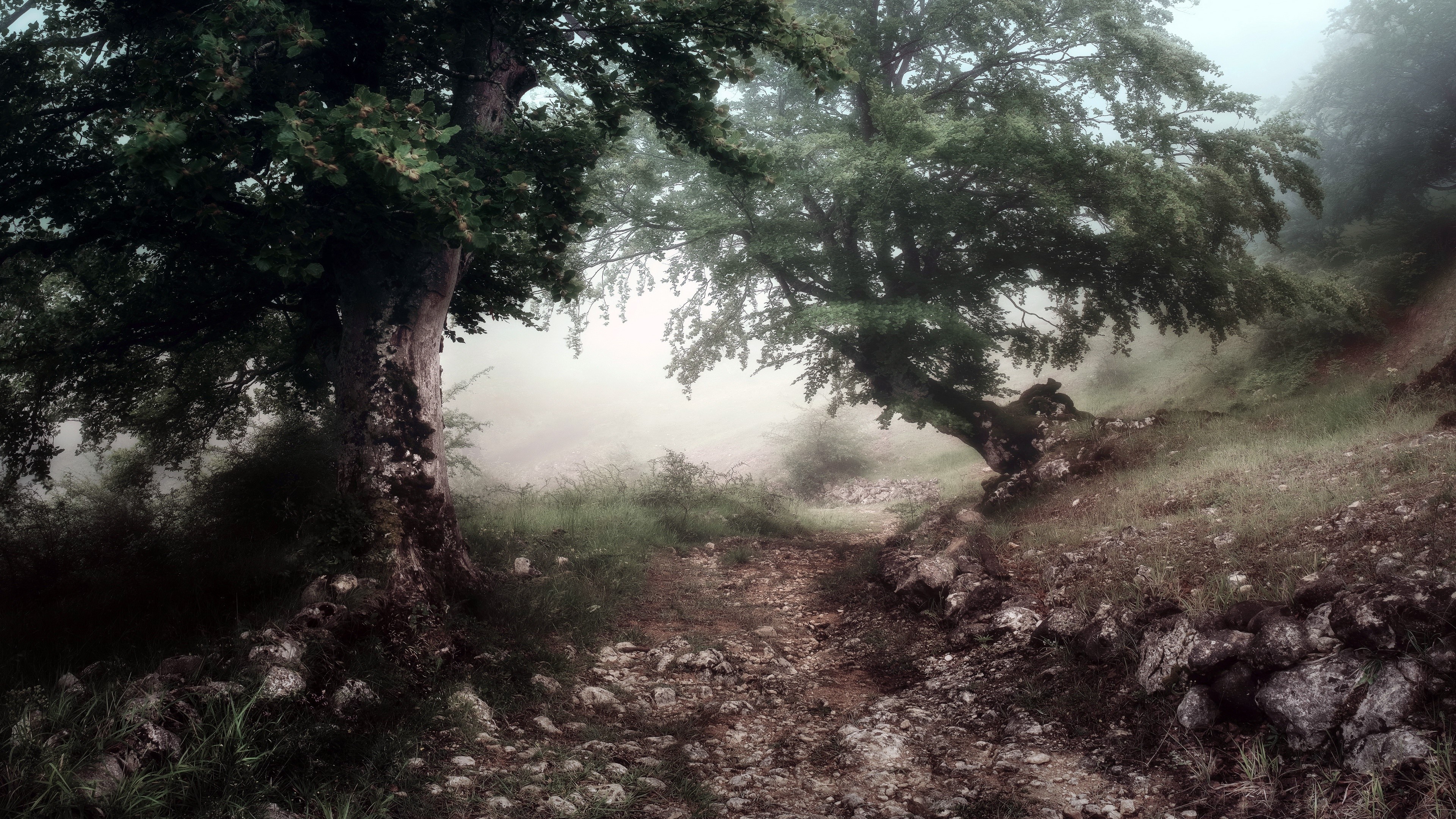 4K trees and plants in the outdoors HD Wallpaper