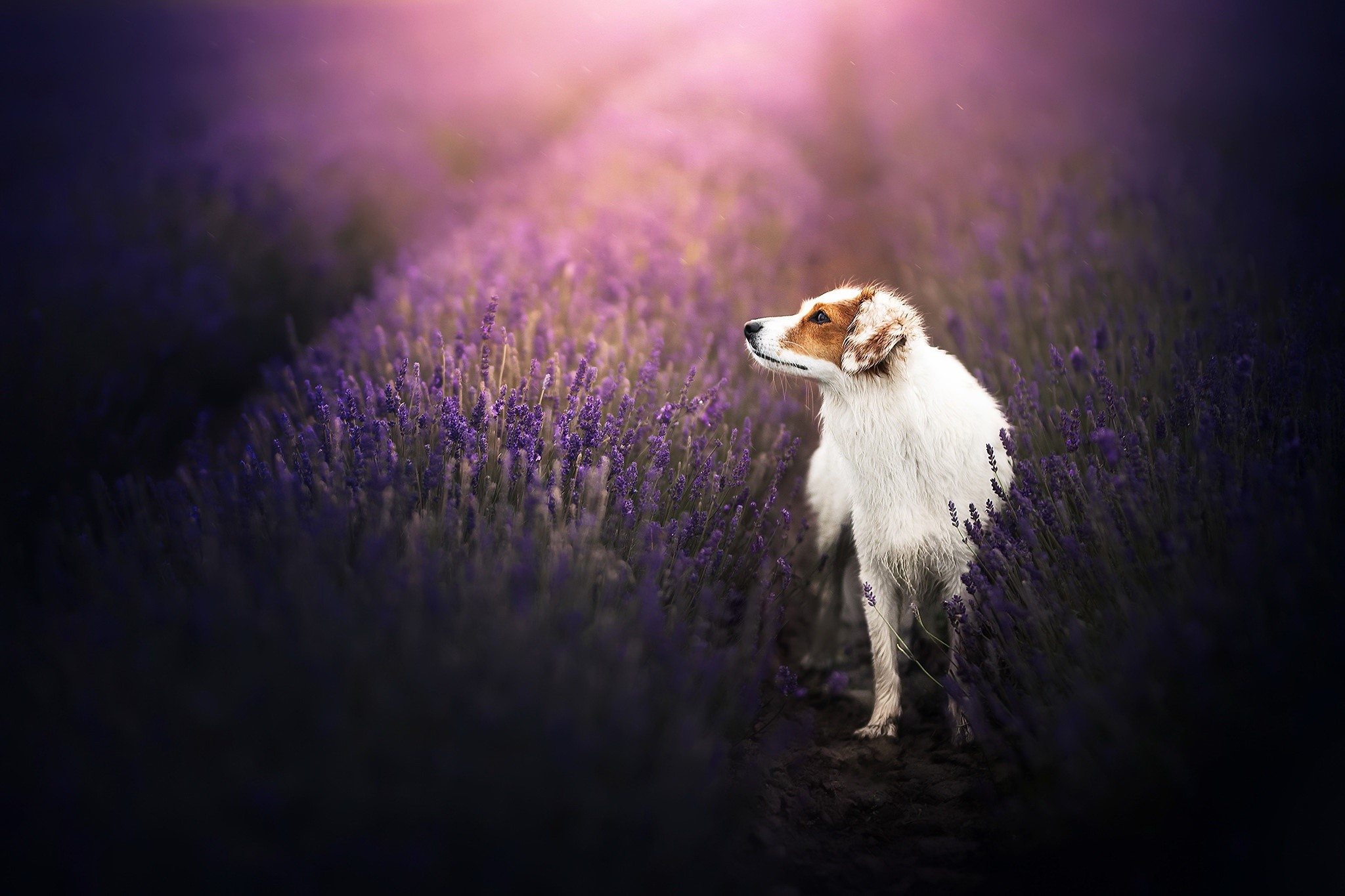Dog in a lavender field HD Wallpaper