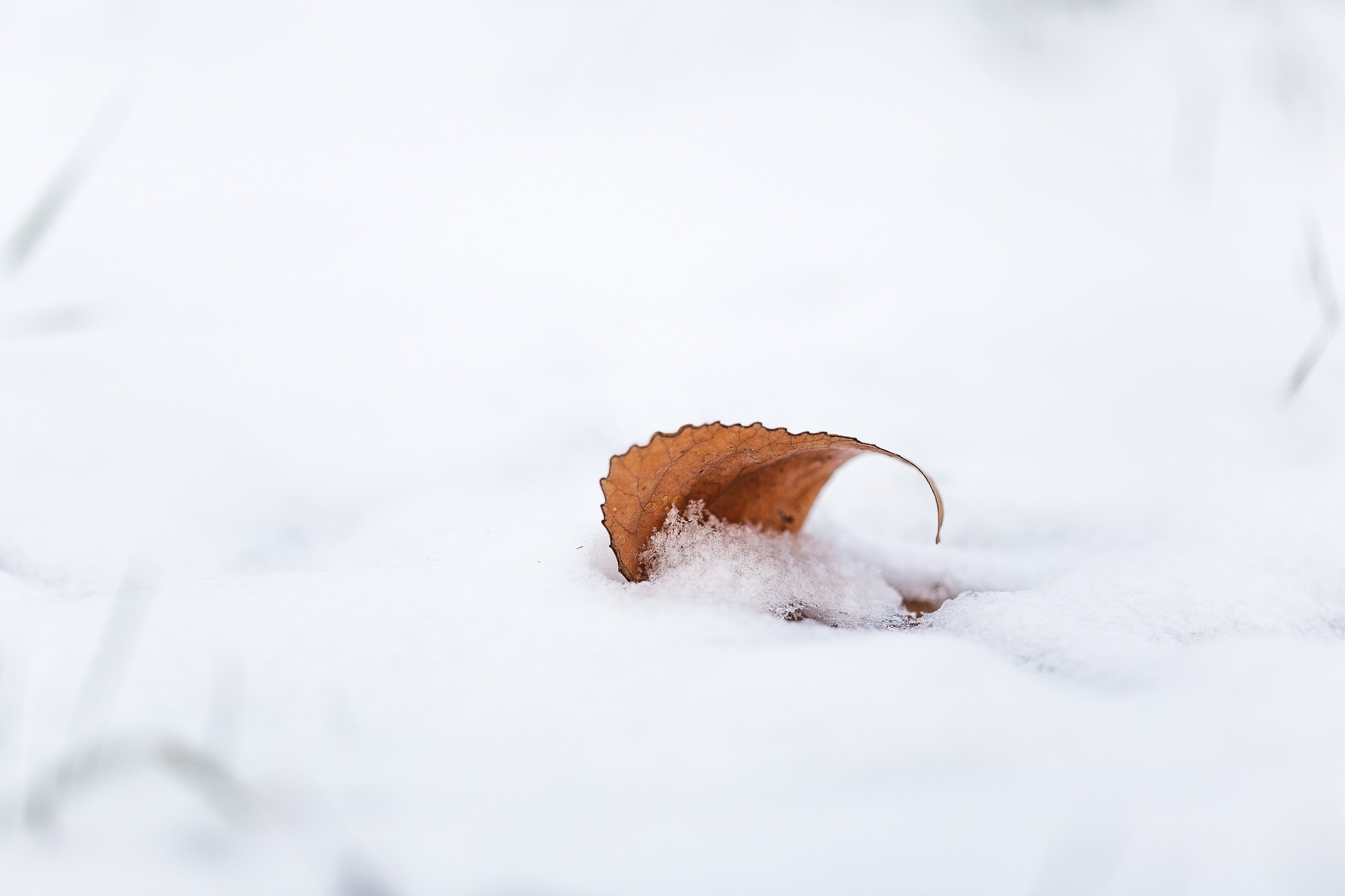 A single brown leaf rests on snow HD Wallpaper