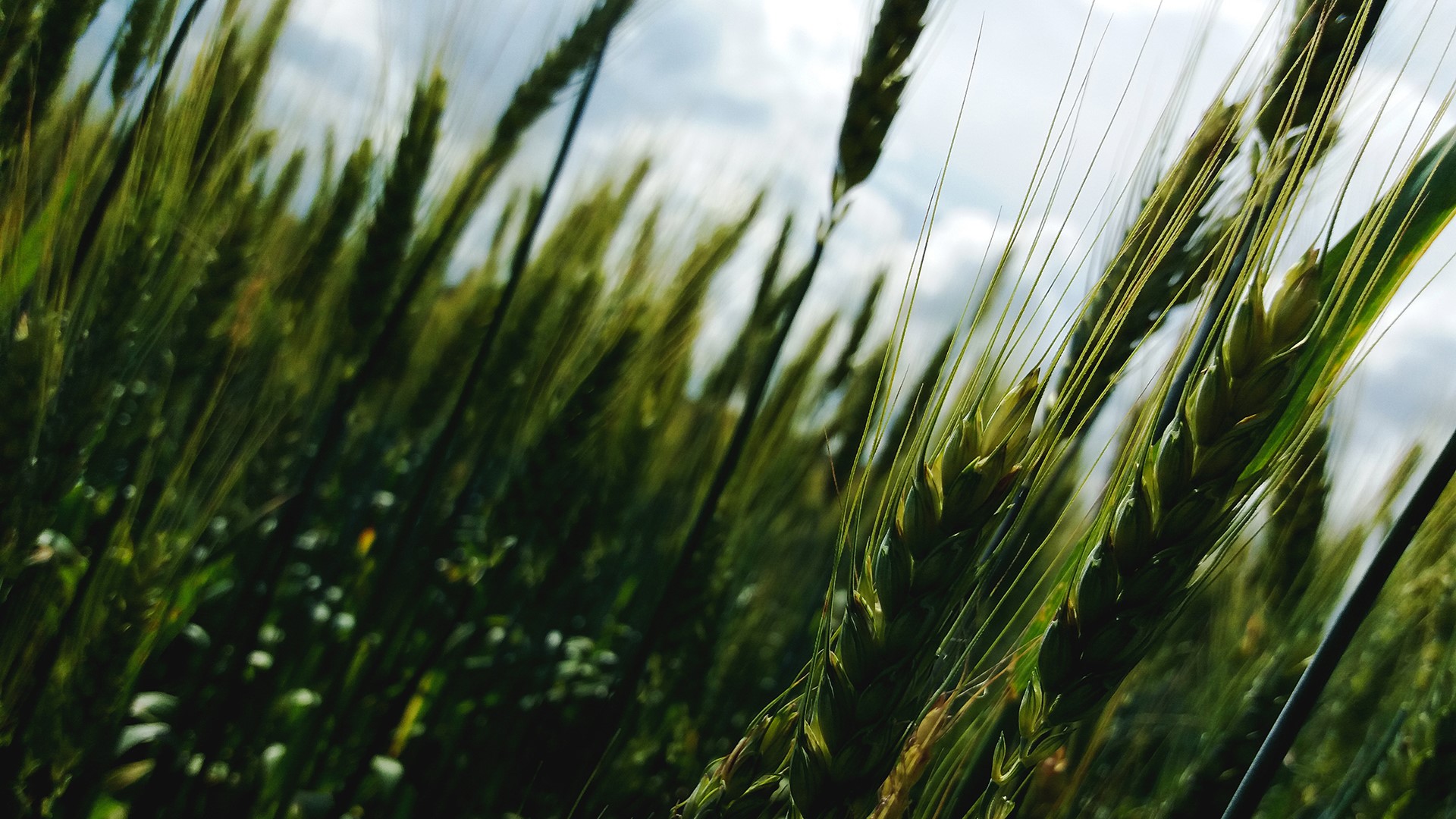 Wheat field with sky in the background HD Wallpaper