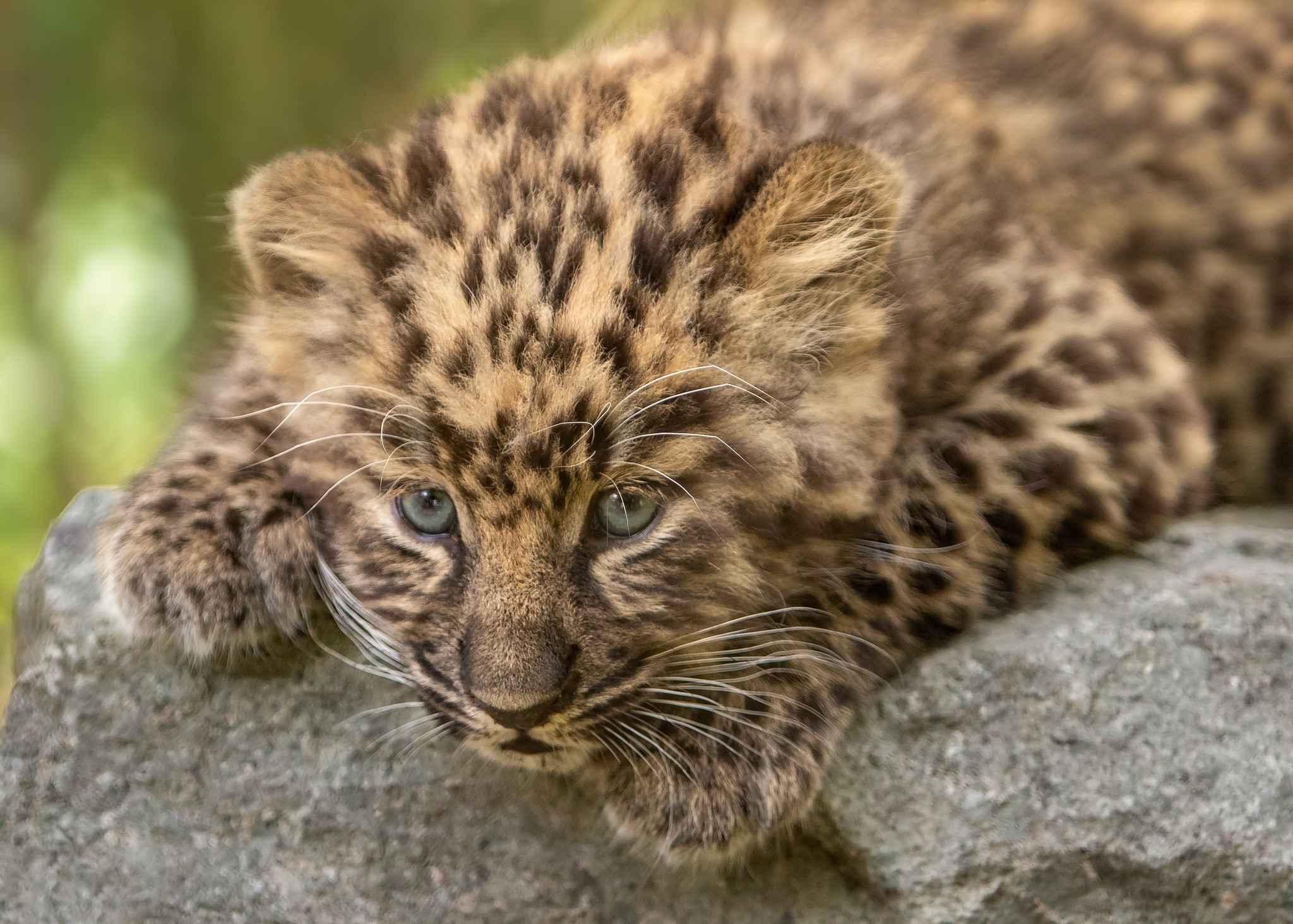 A baby leopard cub rests on a rock HD Wallpaper