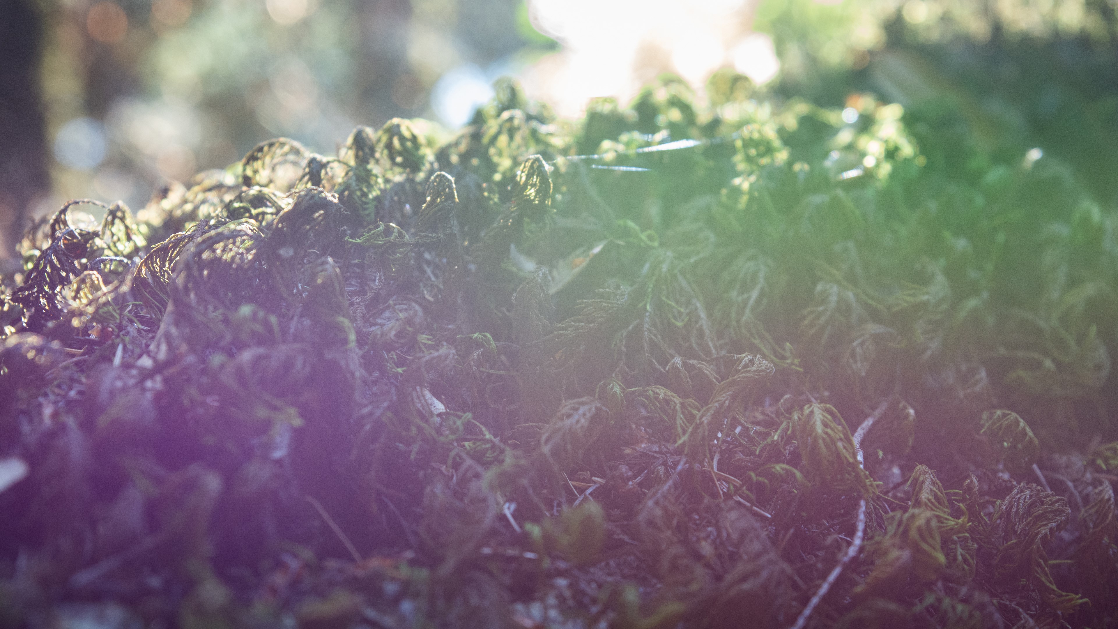 4K Moss Photography Nature Plants HD Wallpaper