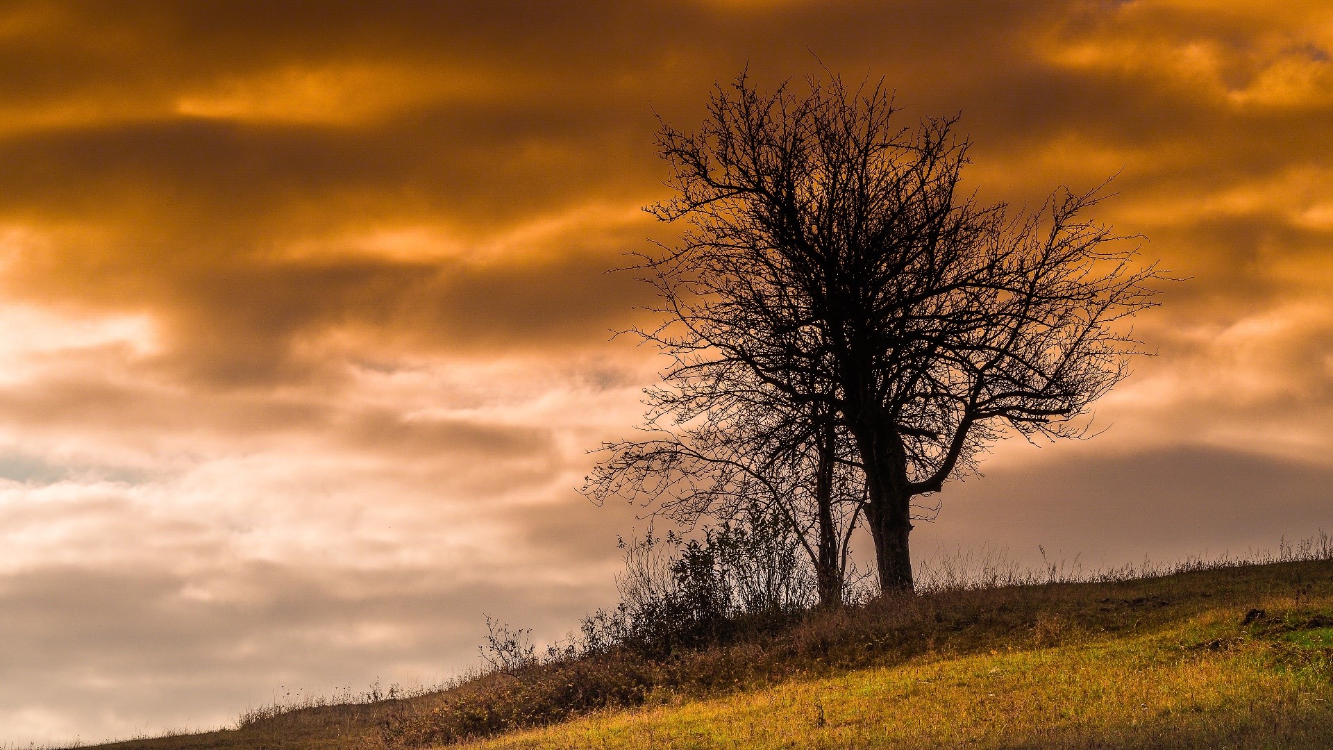 Silhouette of a bare tree against an orange sky HD Wallpaper