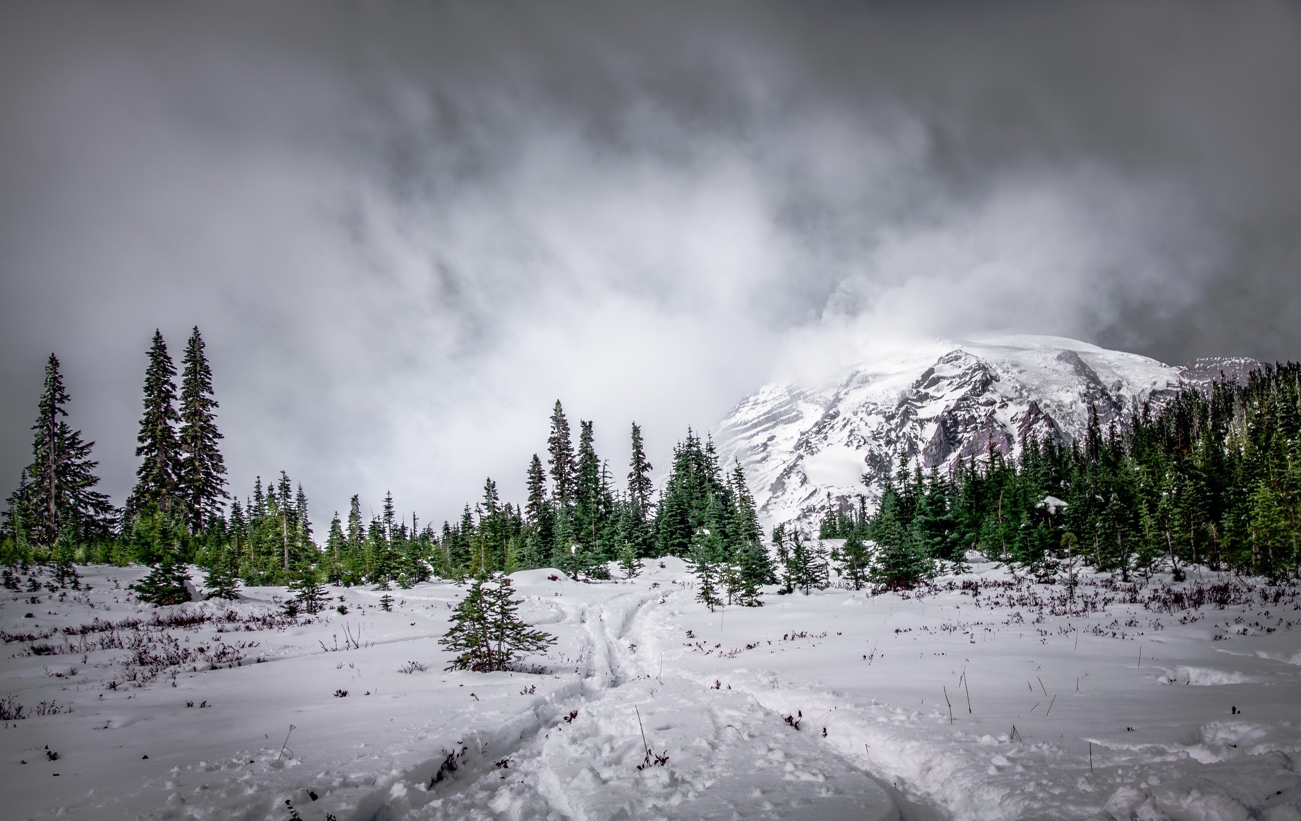 Snowy mountain landscape with pine trees and ski tracks HD Wallpaper