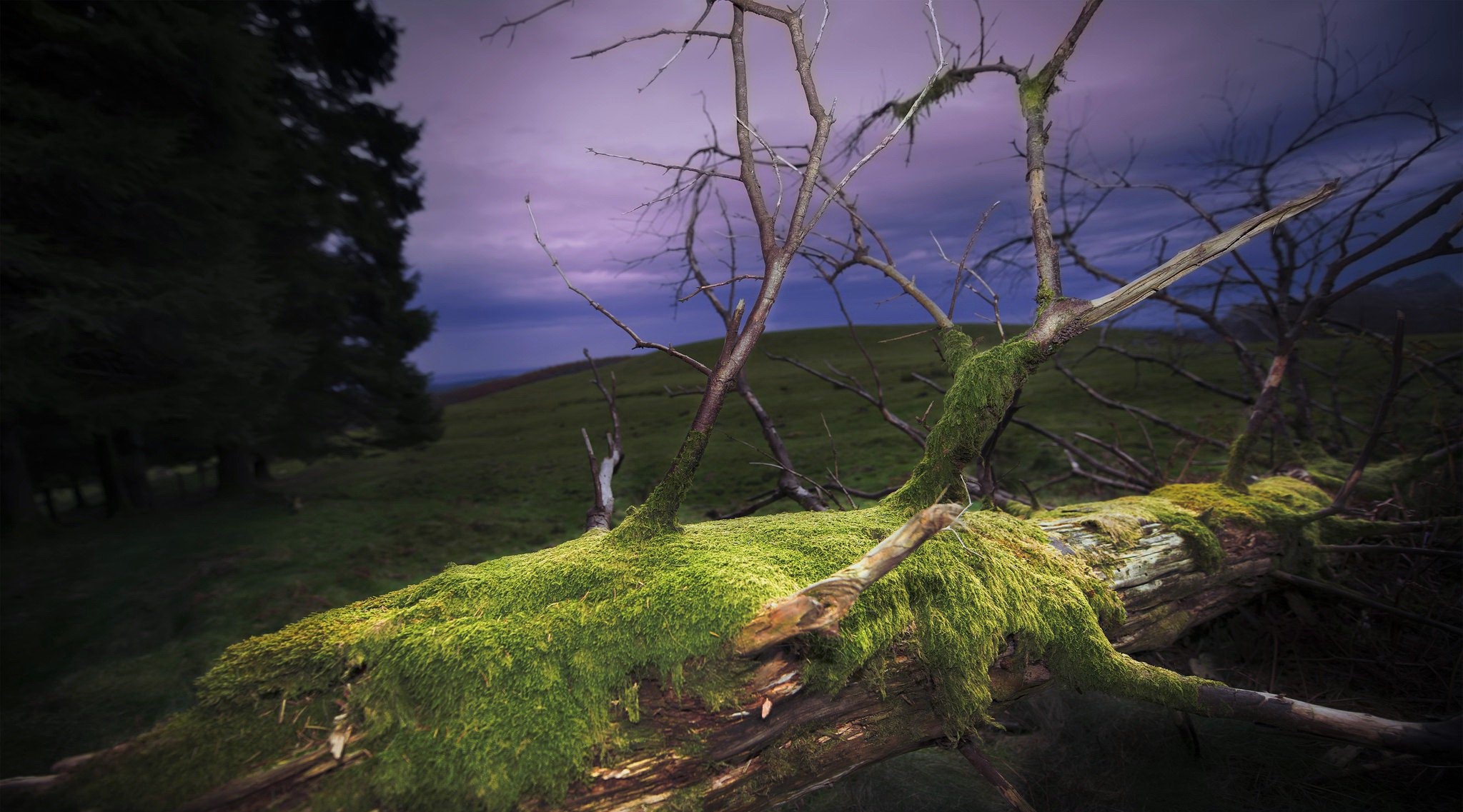 Mossy fallen tree in a grassy field under a purple sky HD Wallpaper