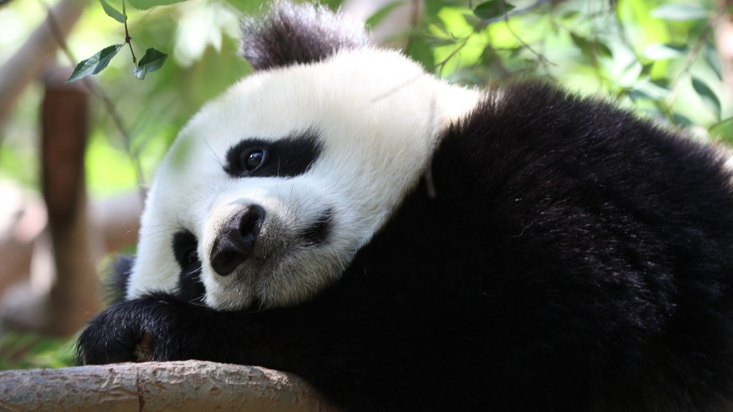 Giant panda resting on a tree branch HD Wallpaper