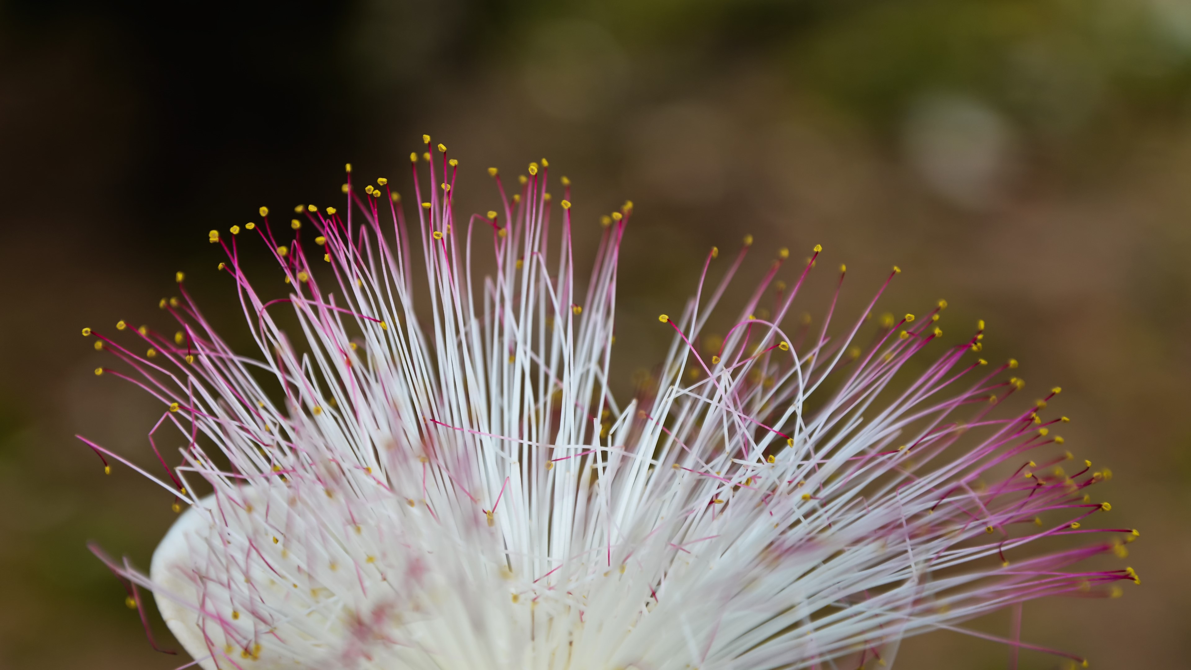 Macro view of a white and pink flower blossom HD Wallpaper