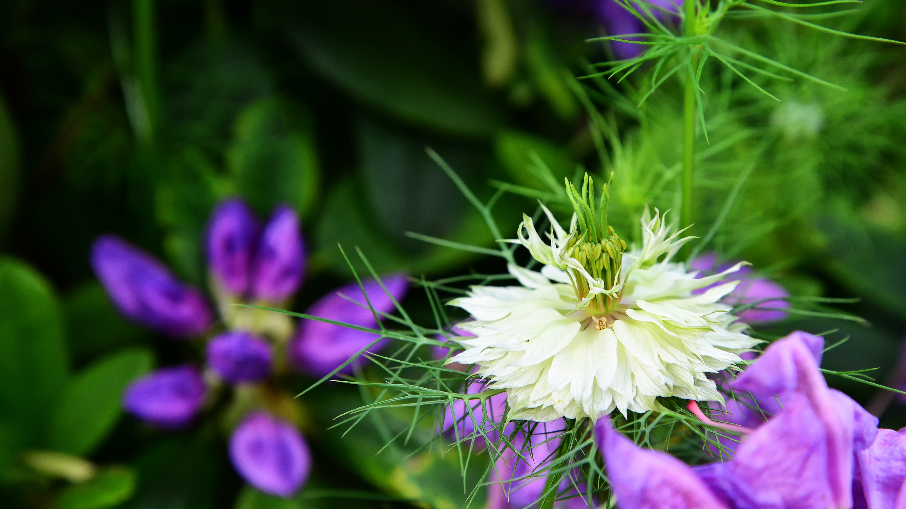 4K flowers and plants HD Wallpaper