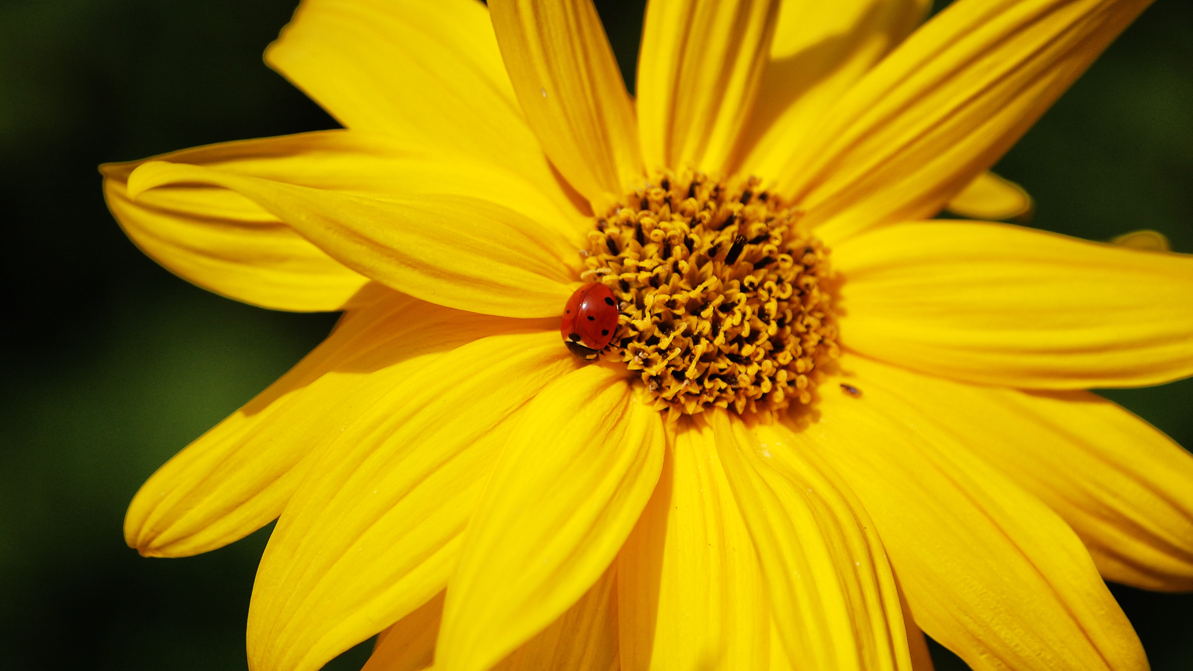 4K Yellow Flower with Ladybug HD Wallpaper
