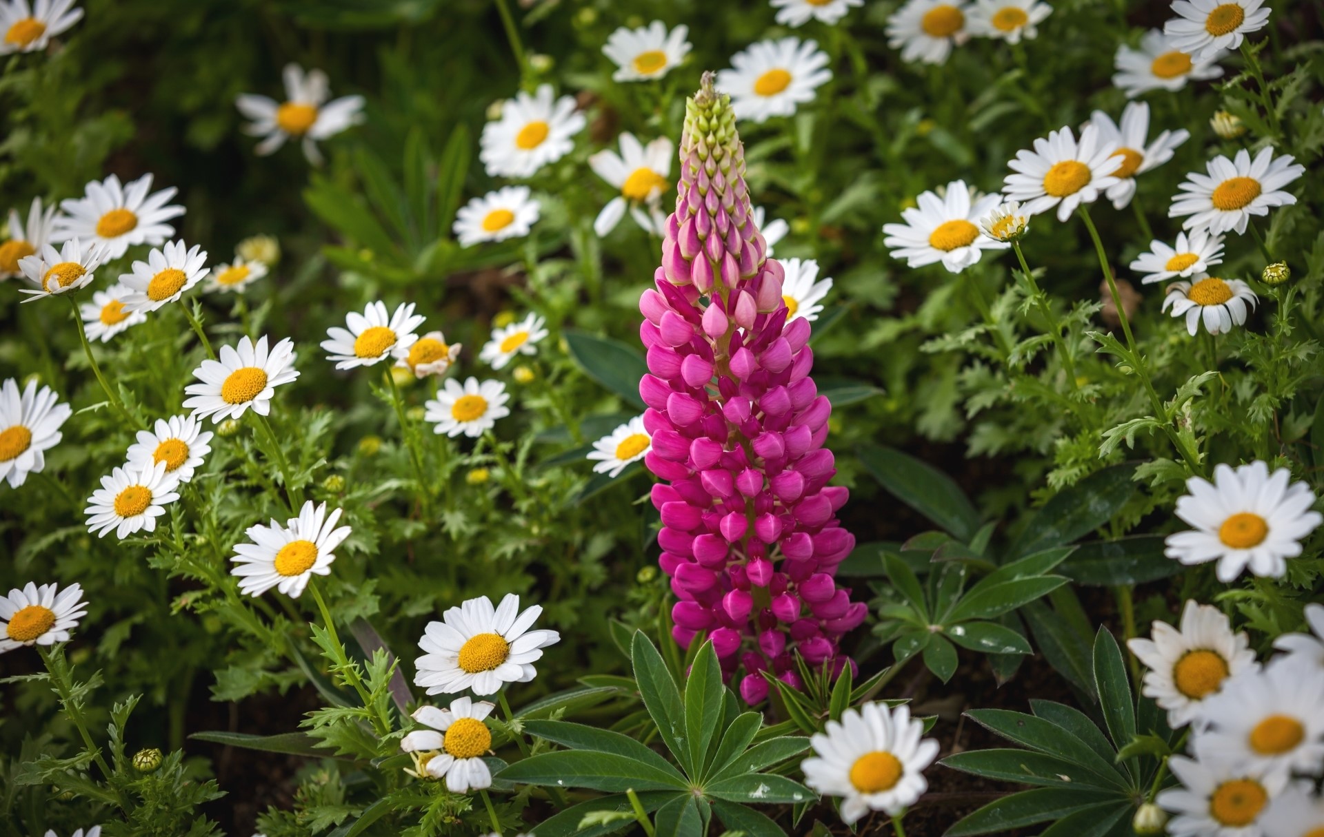 Pink lupine flower surrounded by daisies HD Wallpaper