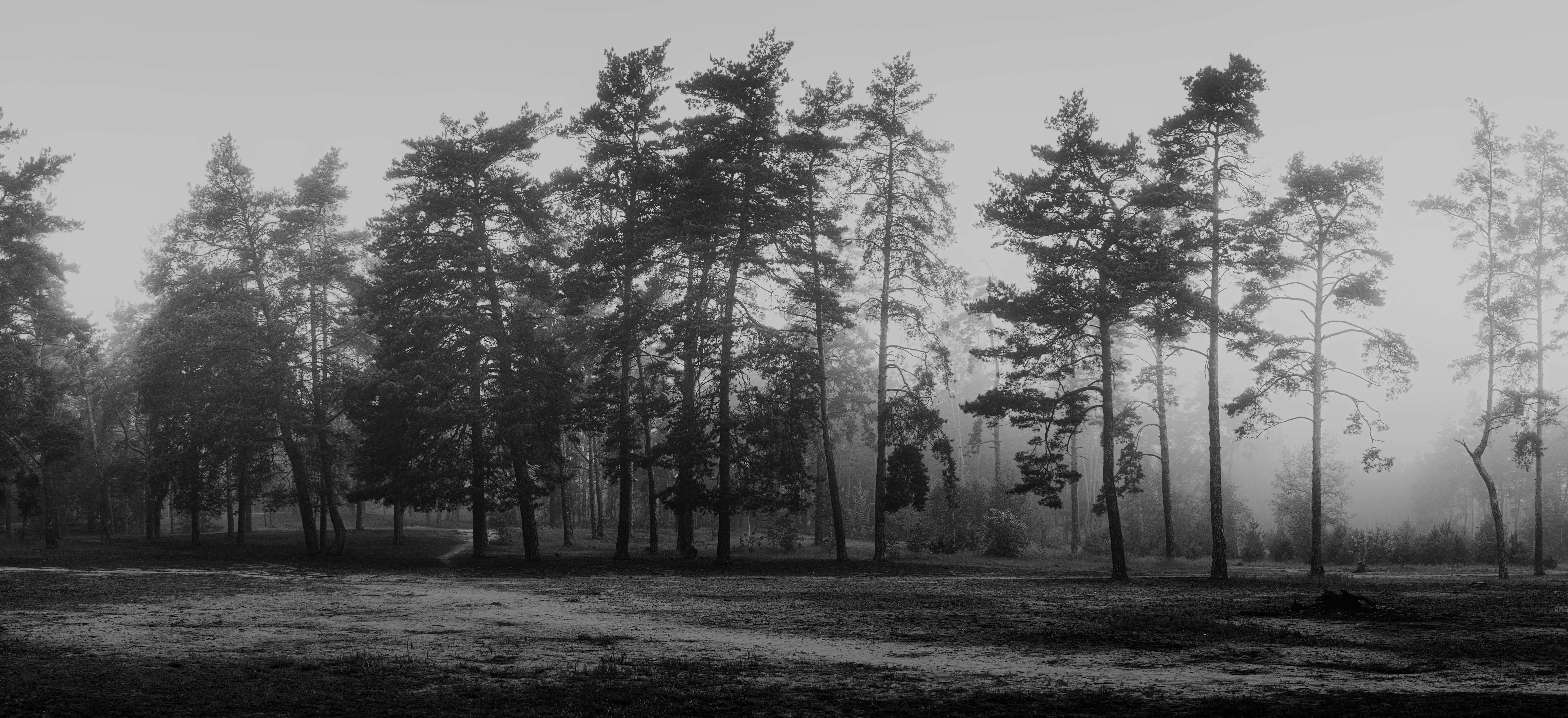 Monochrome forest landscape with mist and trees HD Wallpaper