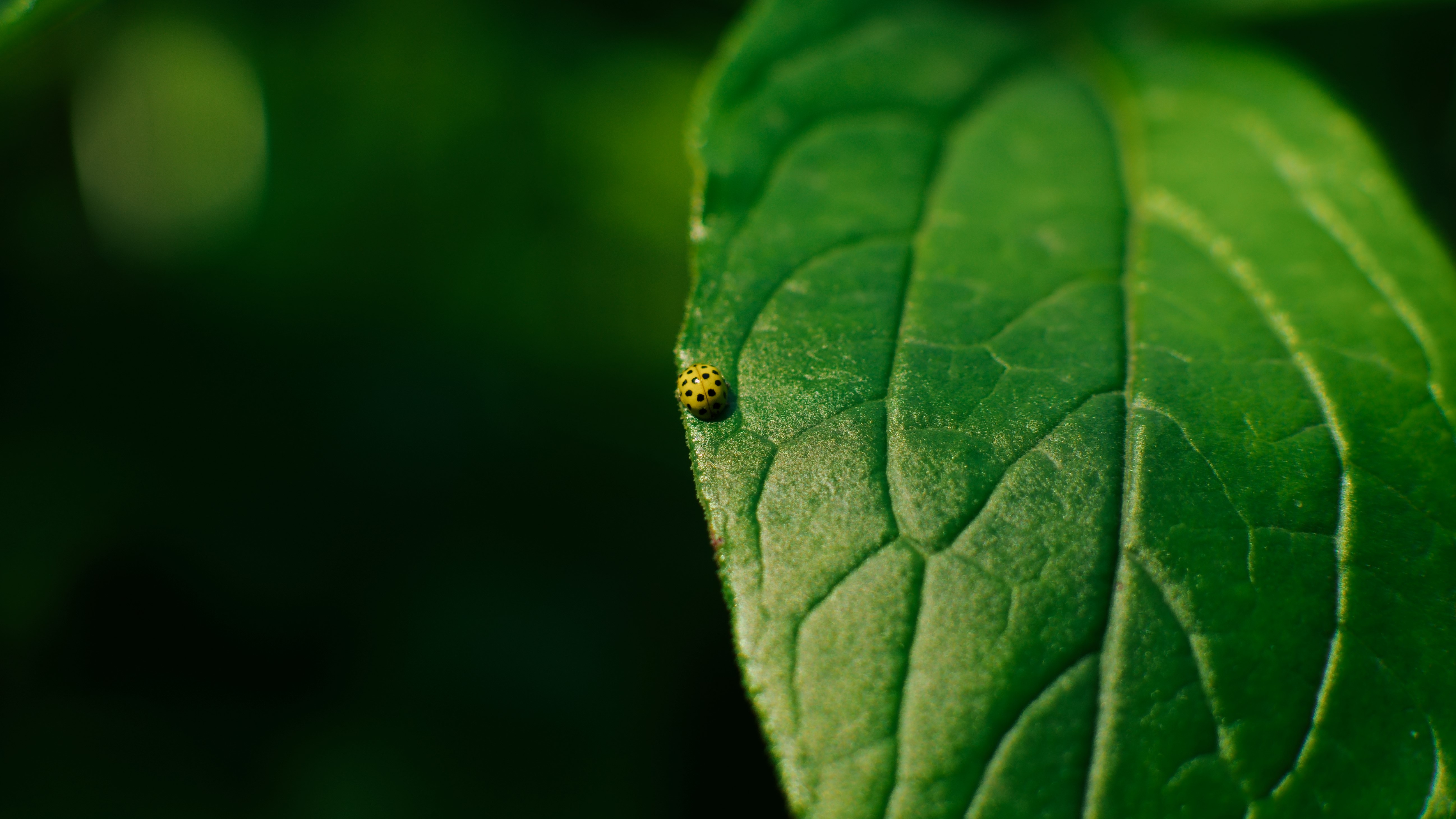 Yellow ladybug on a green leaf HD Wallpaper