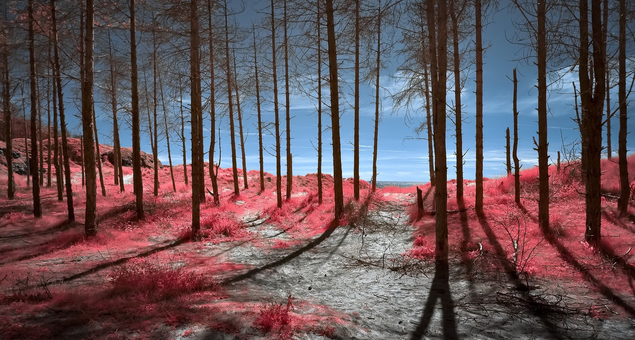 Bare trees with pink foliage and blue sky HD Wallpaper