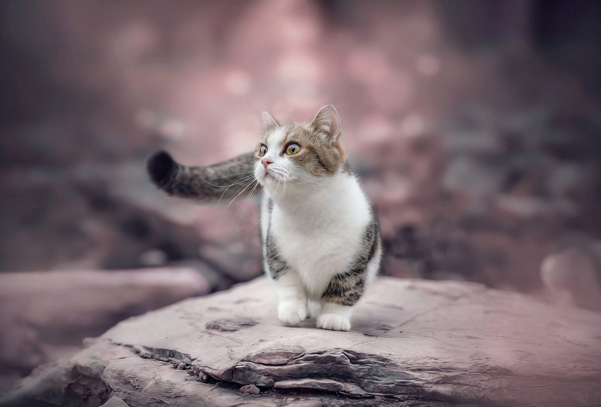 A cute kitten sitting on rocks HD Wallpaper